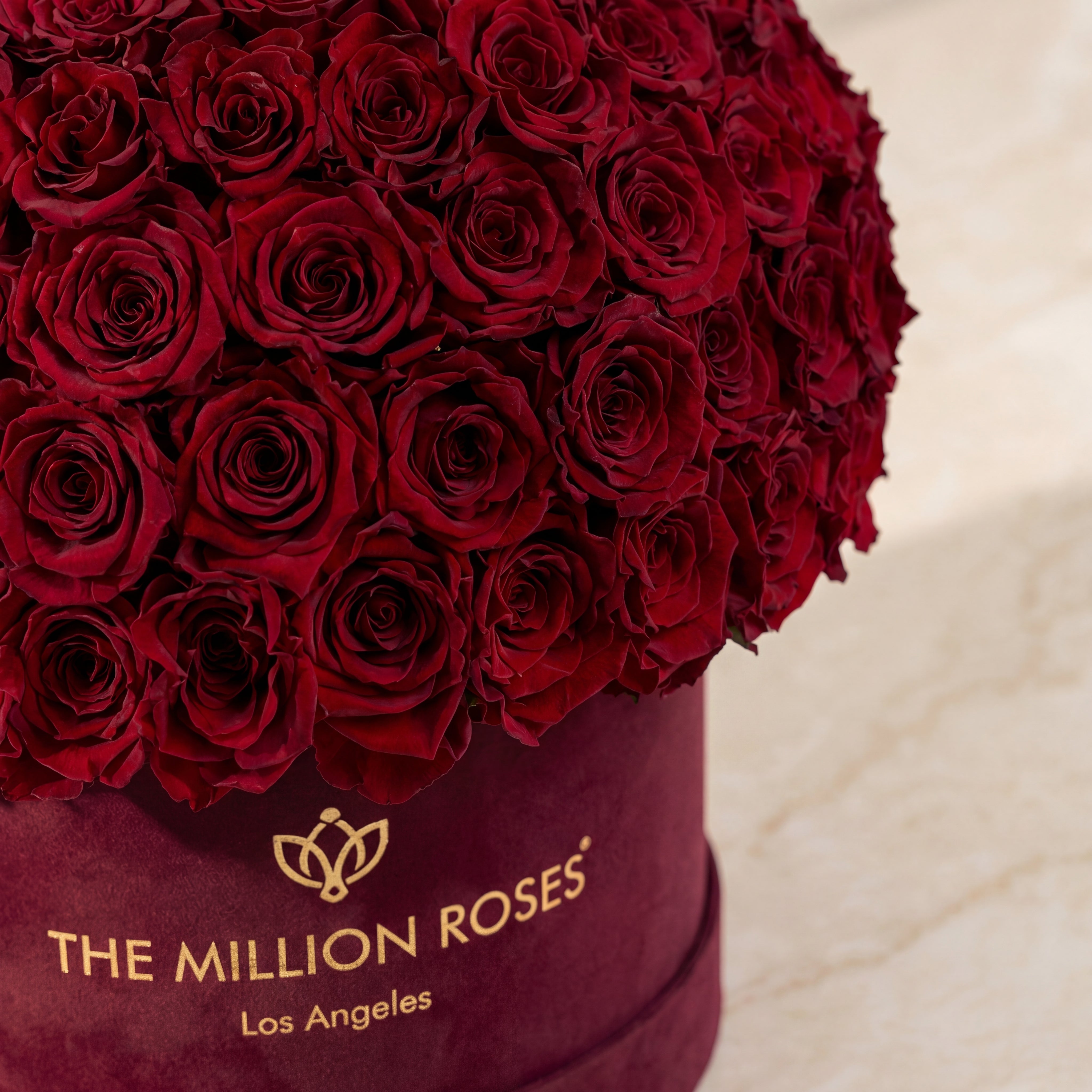 Supreme Bordeaux Suede Superdome Box by The Million Roses - product image 4 for Resin Society