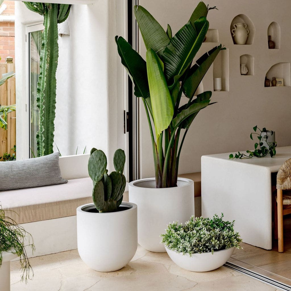 Straight Up planters grouped in Concrete Grey, White, and Charcoal colors