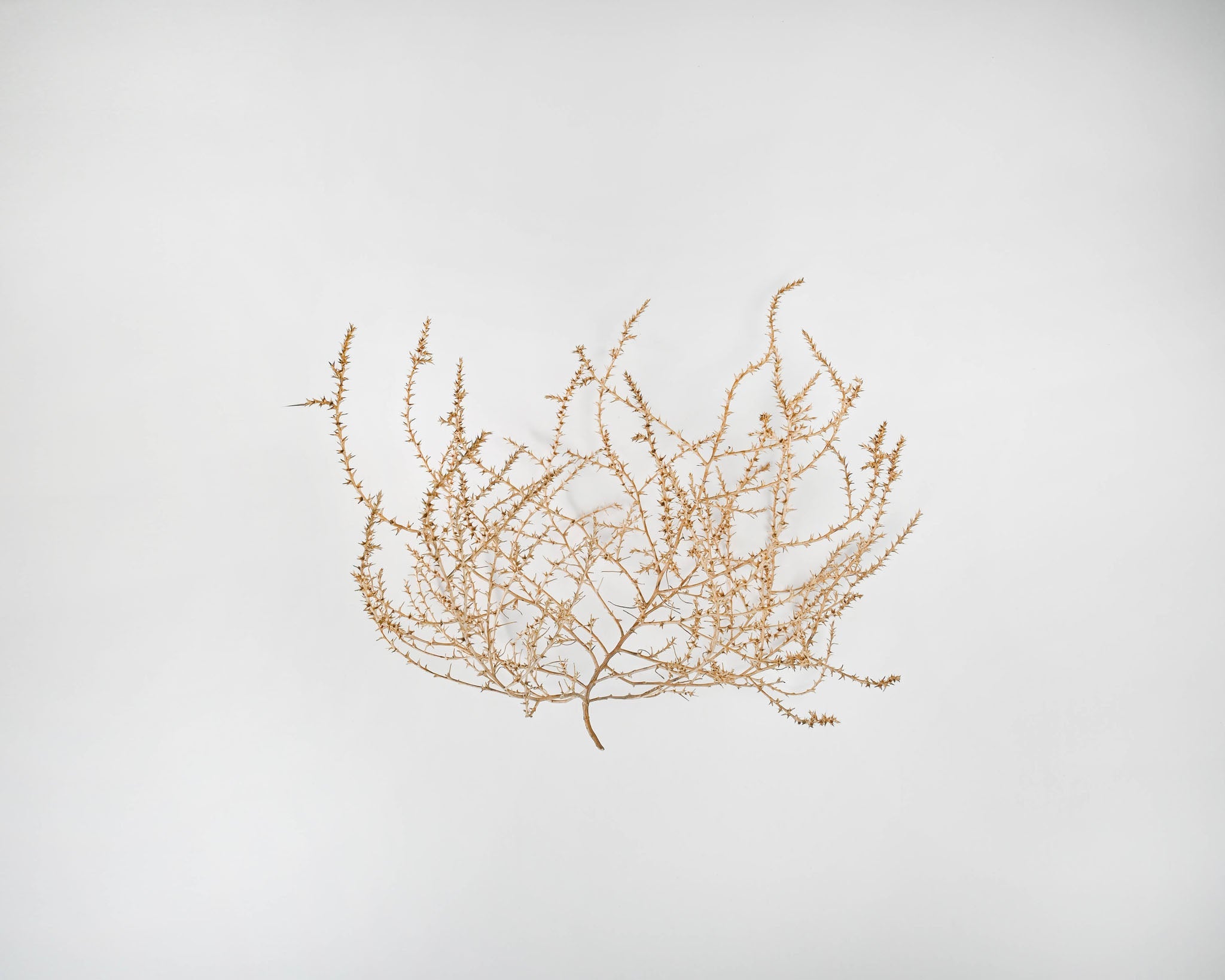 Large Country Tumbleweed by DriedDecor - product image 3 for Resin Society