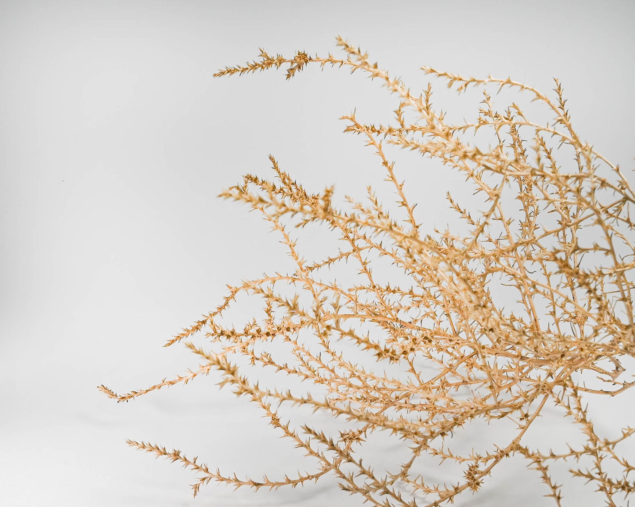 Large Country Tumbleweed by DriedDecor - product image 2 for Resin Society