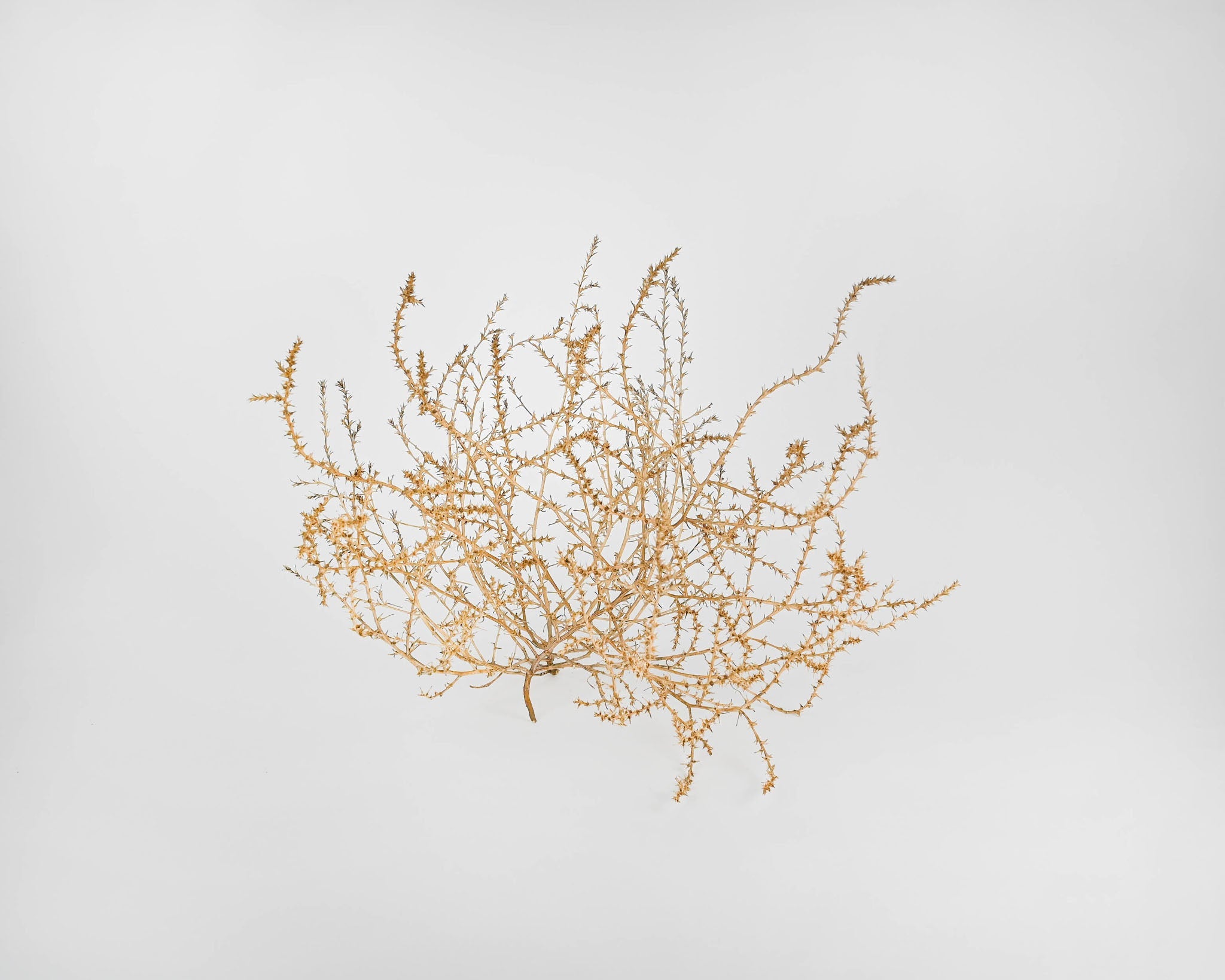 Large Country Tumbleweed by DriedDecor - main product image for Resin Society