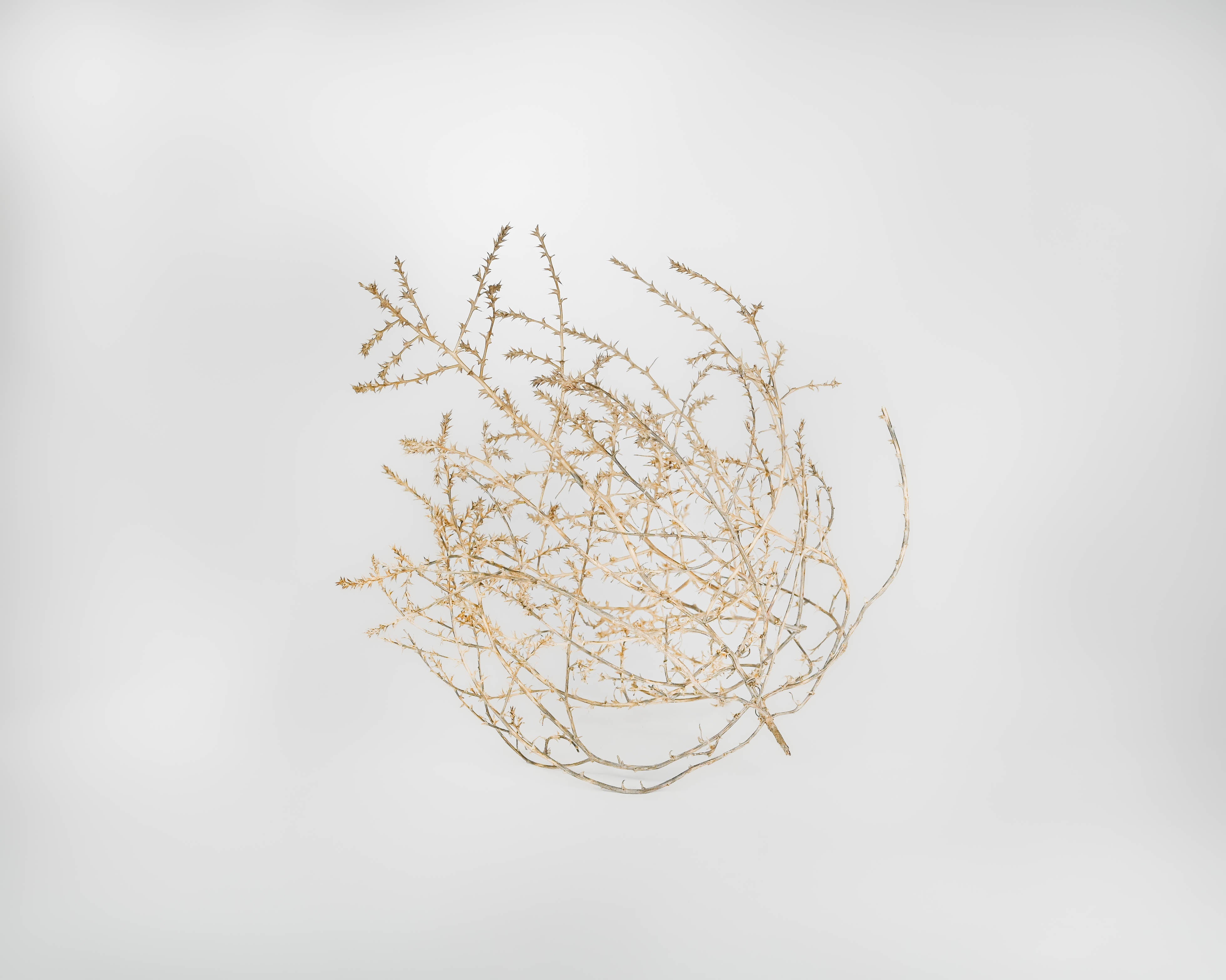 Baby Tumbleweed by DriedDecor - product image 5 for Resin Society