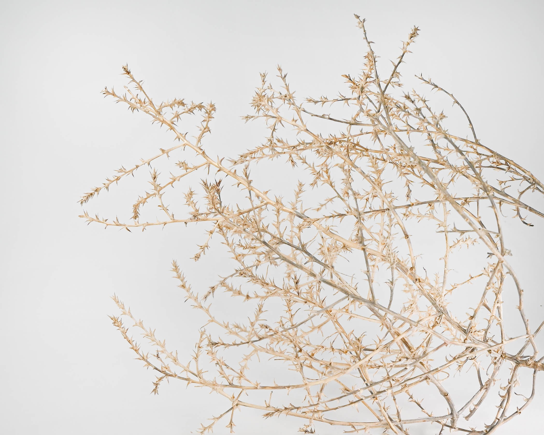 Baby Tumbleweed by DriedDecor - main product image for Resin Society