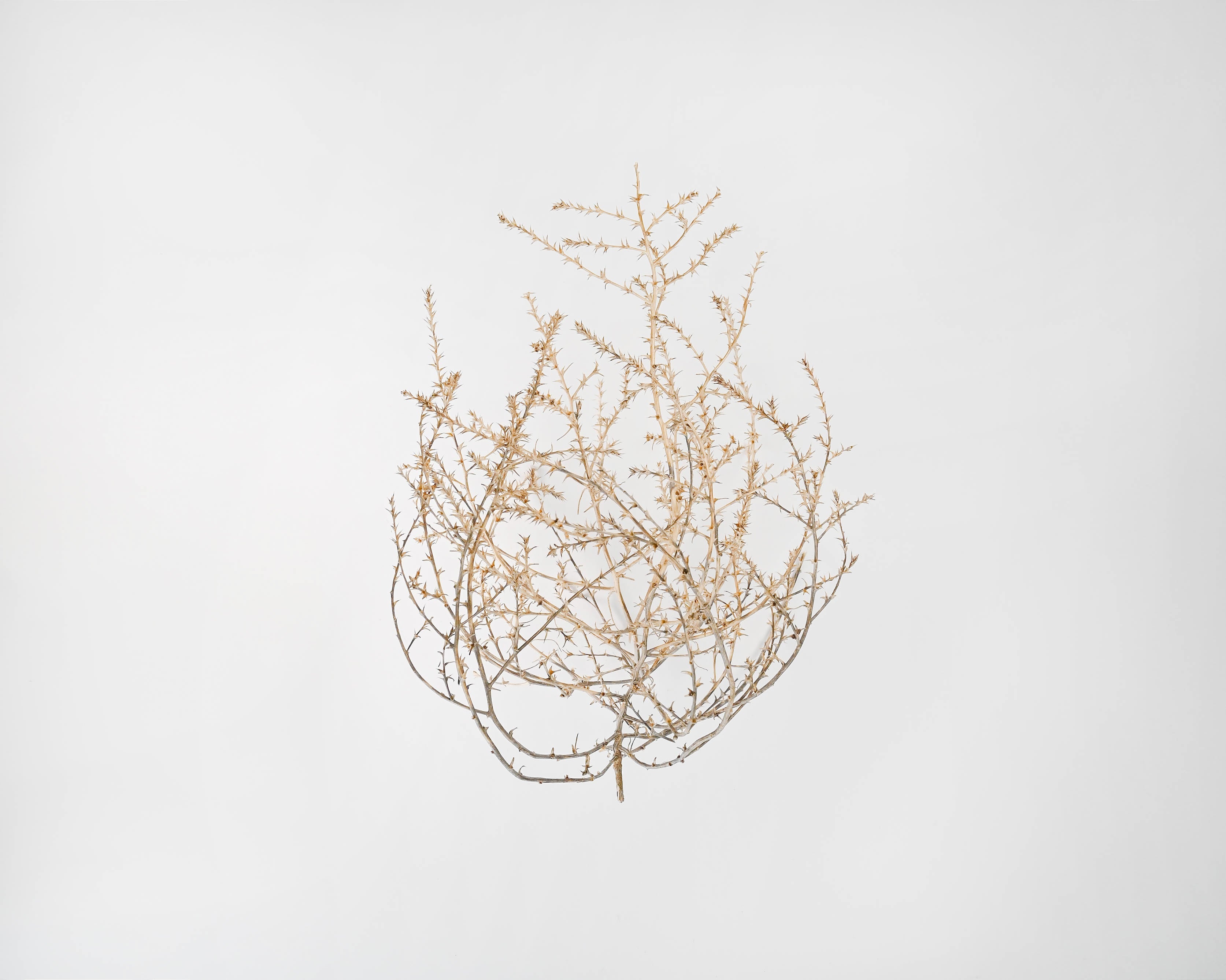 Baby Tumbleweed by DriedDecor - product image 6 for Resin Society