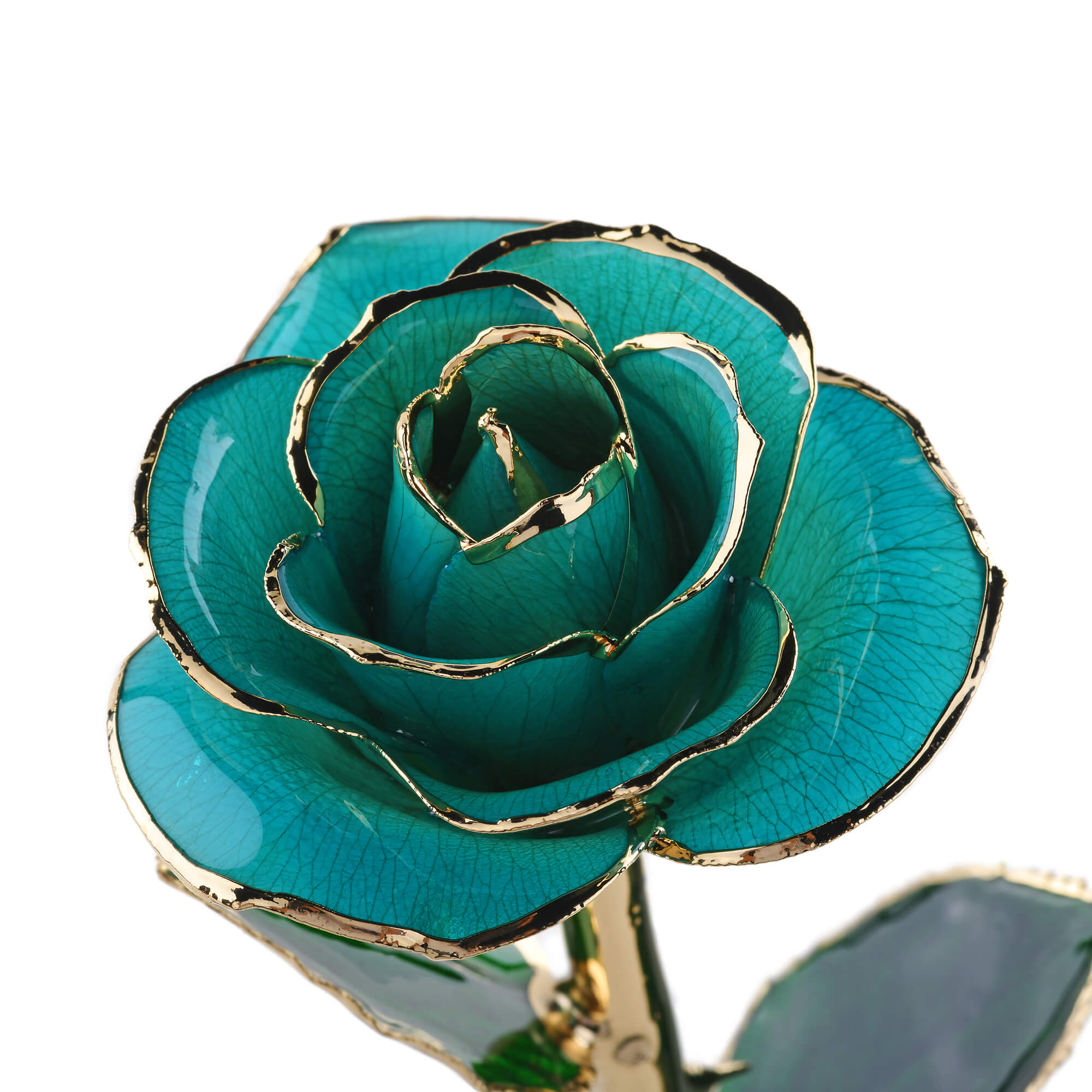 Timeless Rose (Teal) by ROSEPHORIA