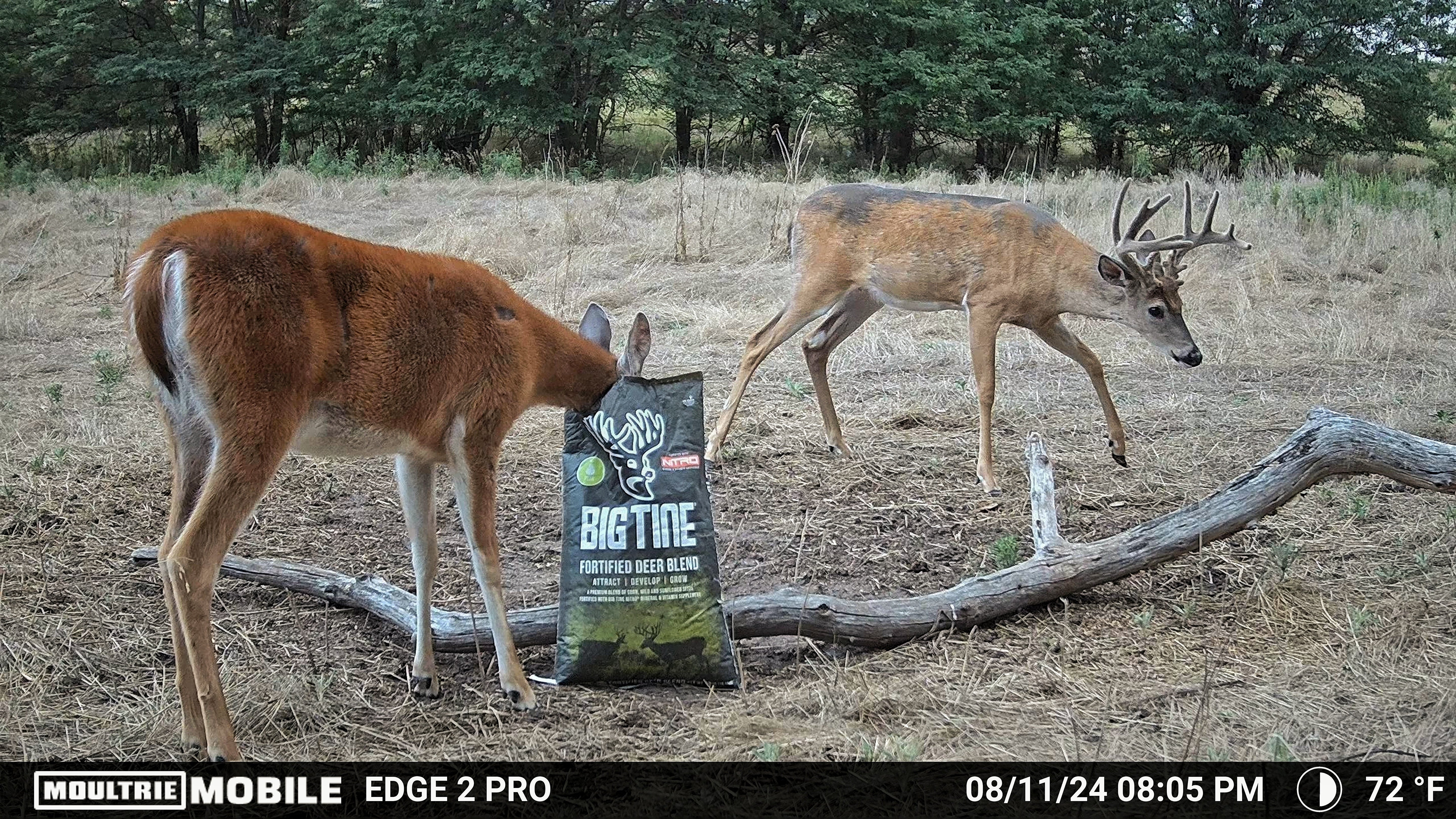 Big Tine Fortified Deer Blend Pear