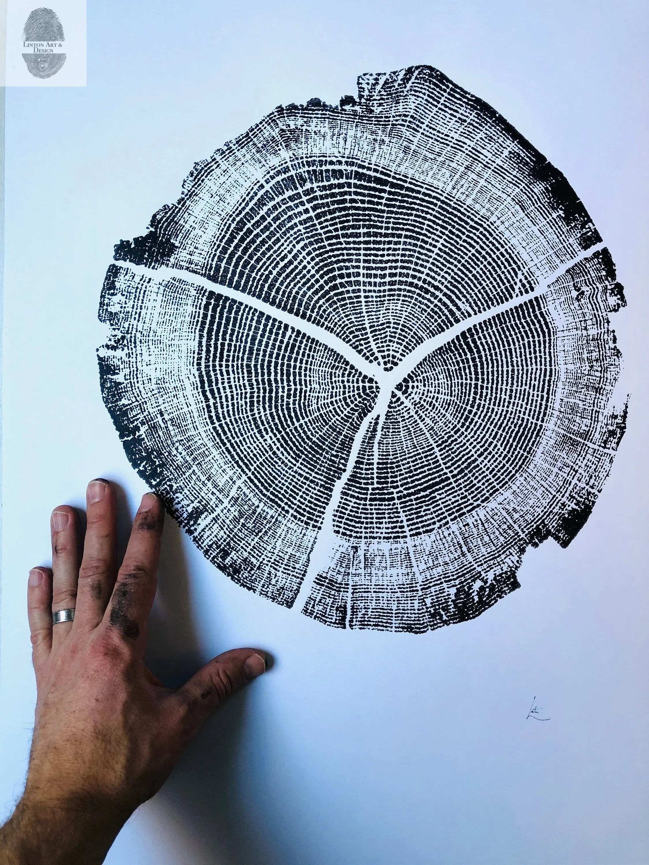 Walden Pond Massachusetts Oak 18x24 print showing detailed tree rings in textured ink on paper