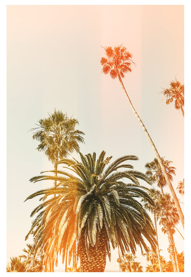 Modern Fine Art Photograph - California Palms #2 by Alicia Bock Print Shop - main product image for Resin Society