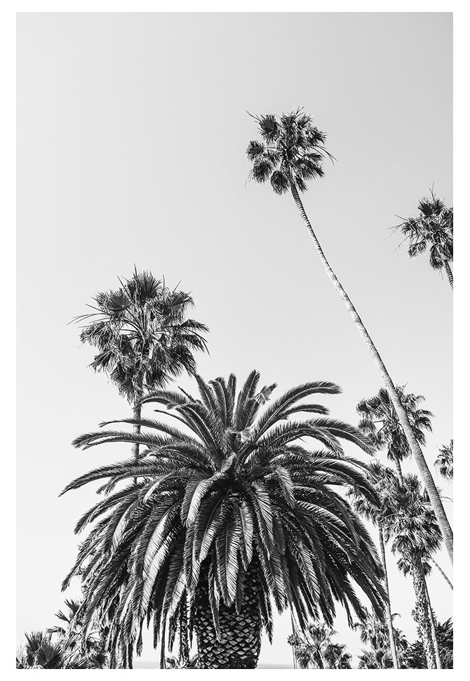 Modern Fine Art Photograph - California Palms #2 by Alicia Bock Print Shop - product image 4 for Resin Society