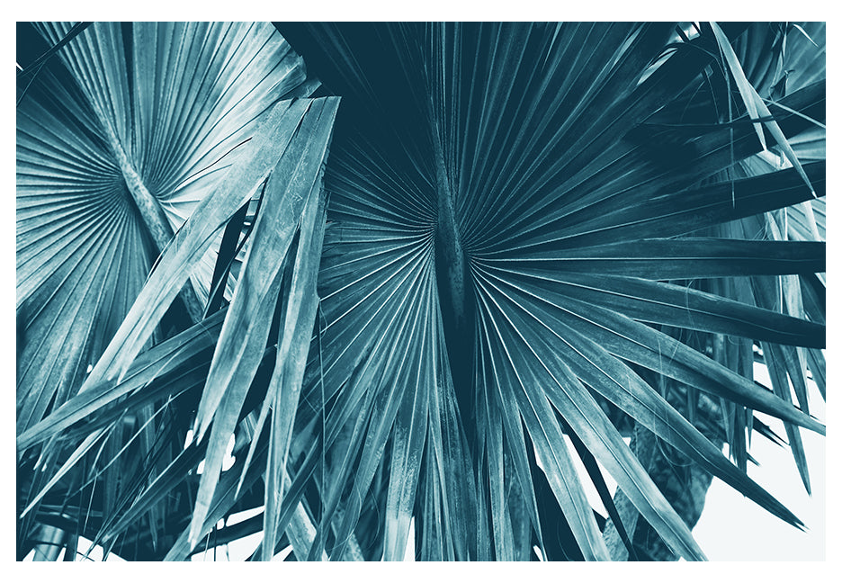 Cyan Bismarck #1 - Fine Art Photograph by Alicia Bock showing a detailed cyanotype print with natural tones