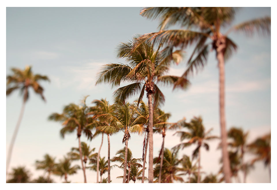 Eternal Sunshine - Fine Art Photograph by Alicia Bock Print Shop - main product image for Resin Society