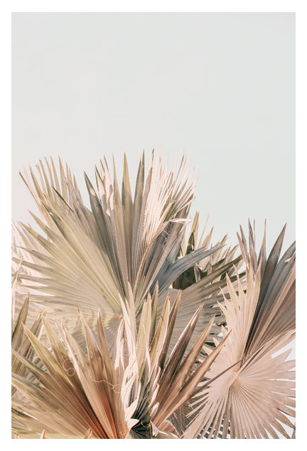 Modern Fine Art Photograph - Spring Palms #1 by Alicia Bock Print Shop - main product image for Resin Society