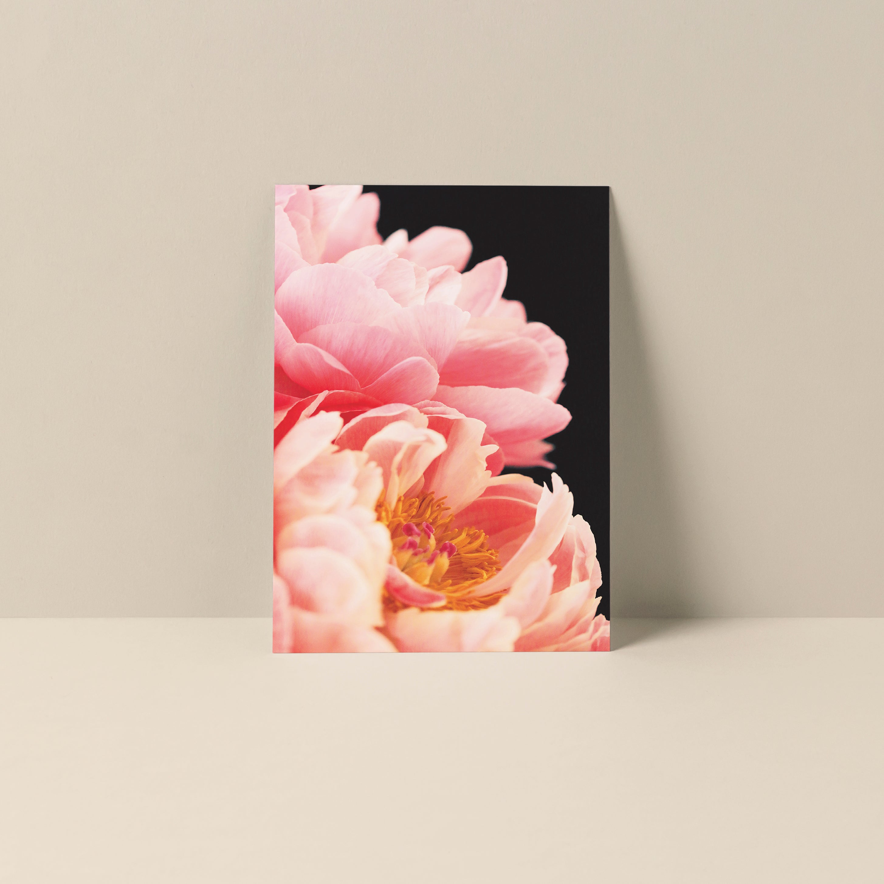 Blank Notecard titled Haute Couture #1 showing a close-up photograph of a pink Peony flower on smooth matte cardstock.
