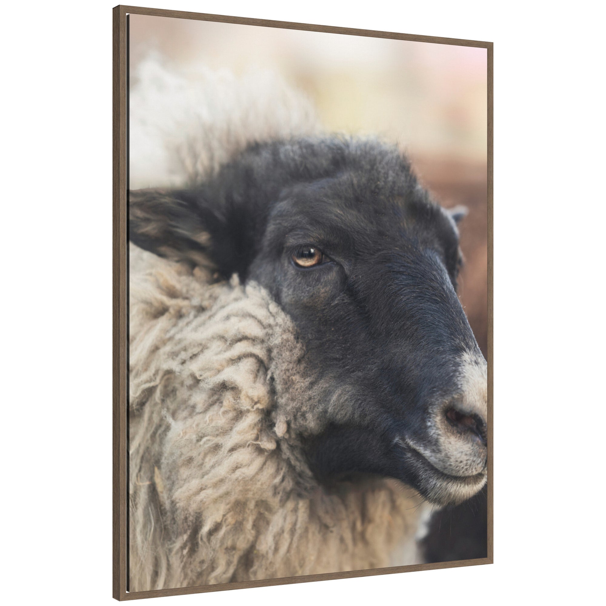 Framed canvas wall art print titled Edward Close Up by Emiko and Mark Franzen F2 Images featuring close-up of a sheep's face in a walnut woodgrain frame.