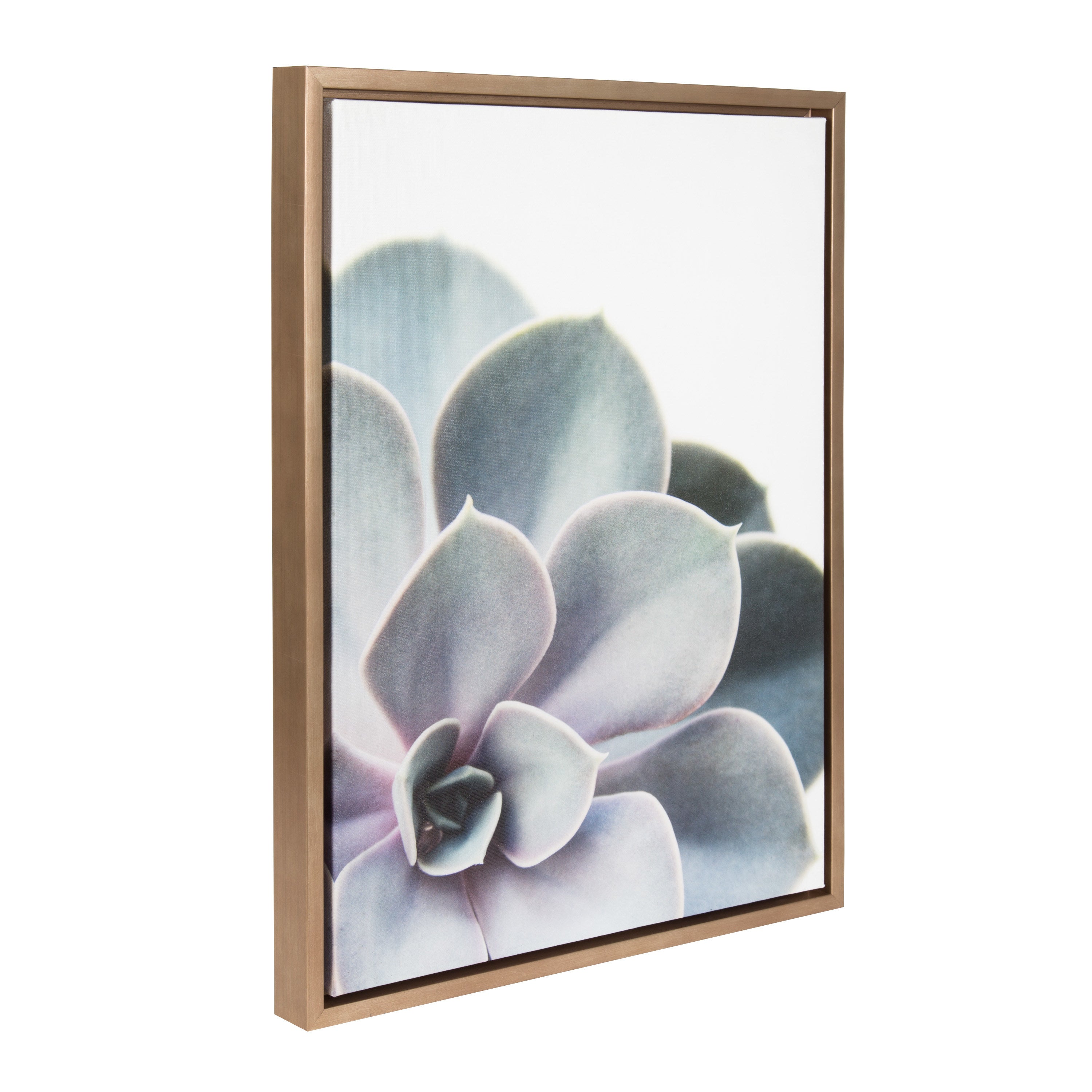 Sylvie Succulent 5 Framed Canvas by F2 Images by kateandlaurel - product image 9 for Resin Society