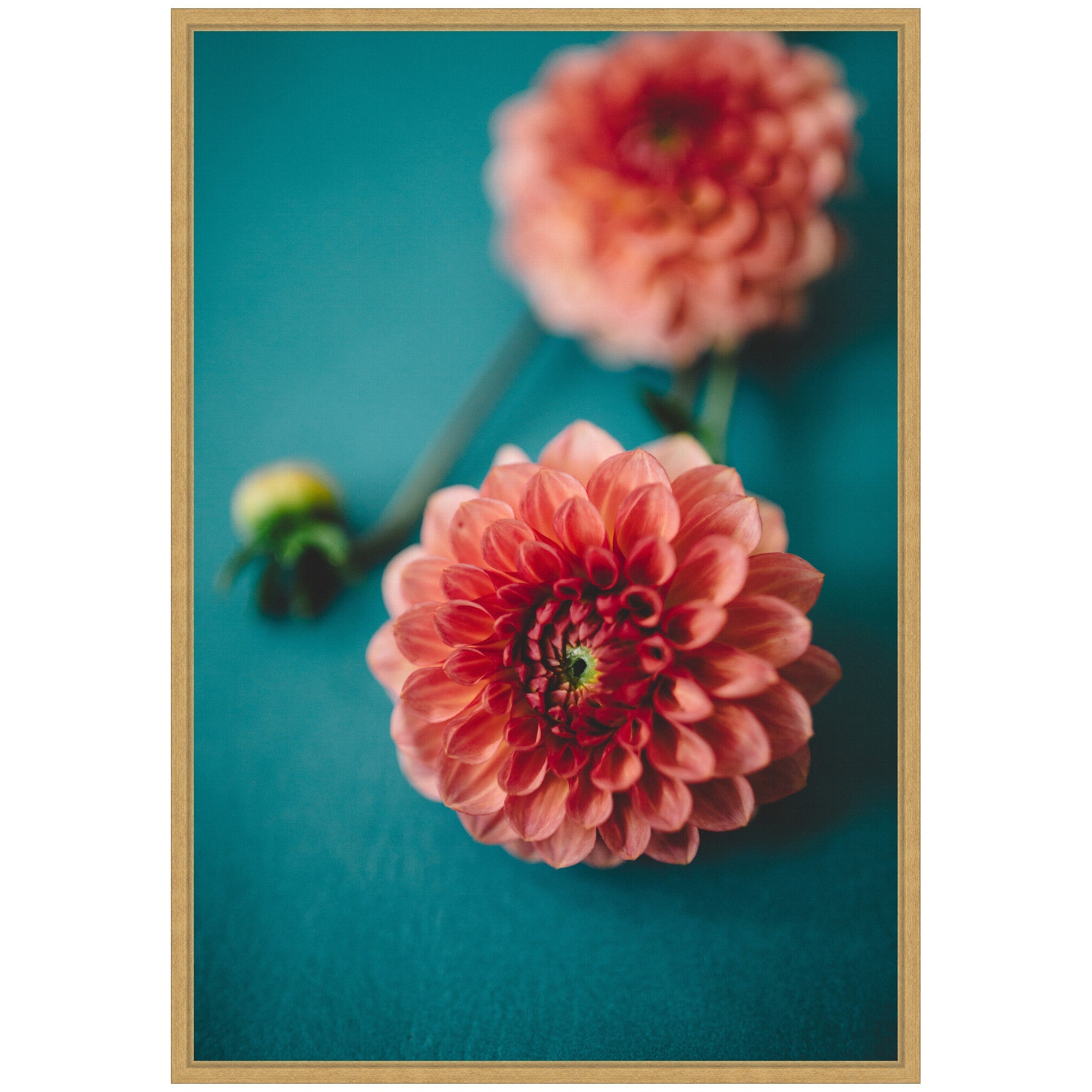 Sylvie Vibrant Pink Dahlia Floral Framed Canvas by Patricia Hasz