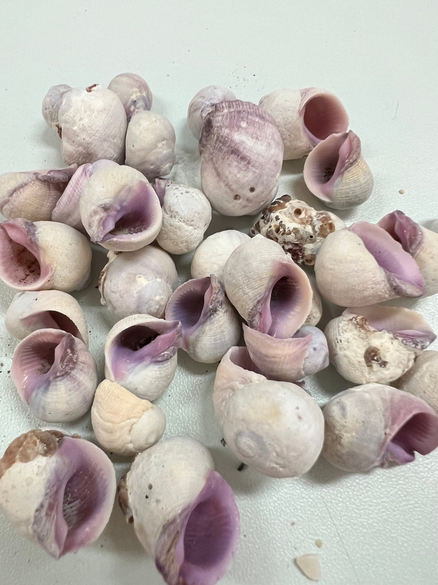 Cebu Beauty Coralliophila neritoidea purple crafting seashells with rough exterior and purple interior