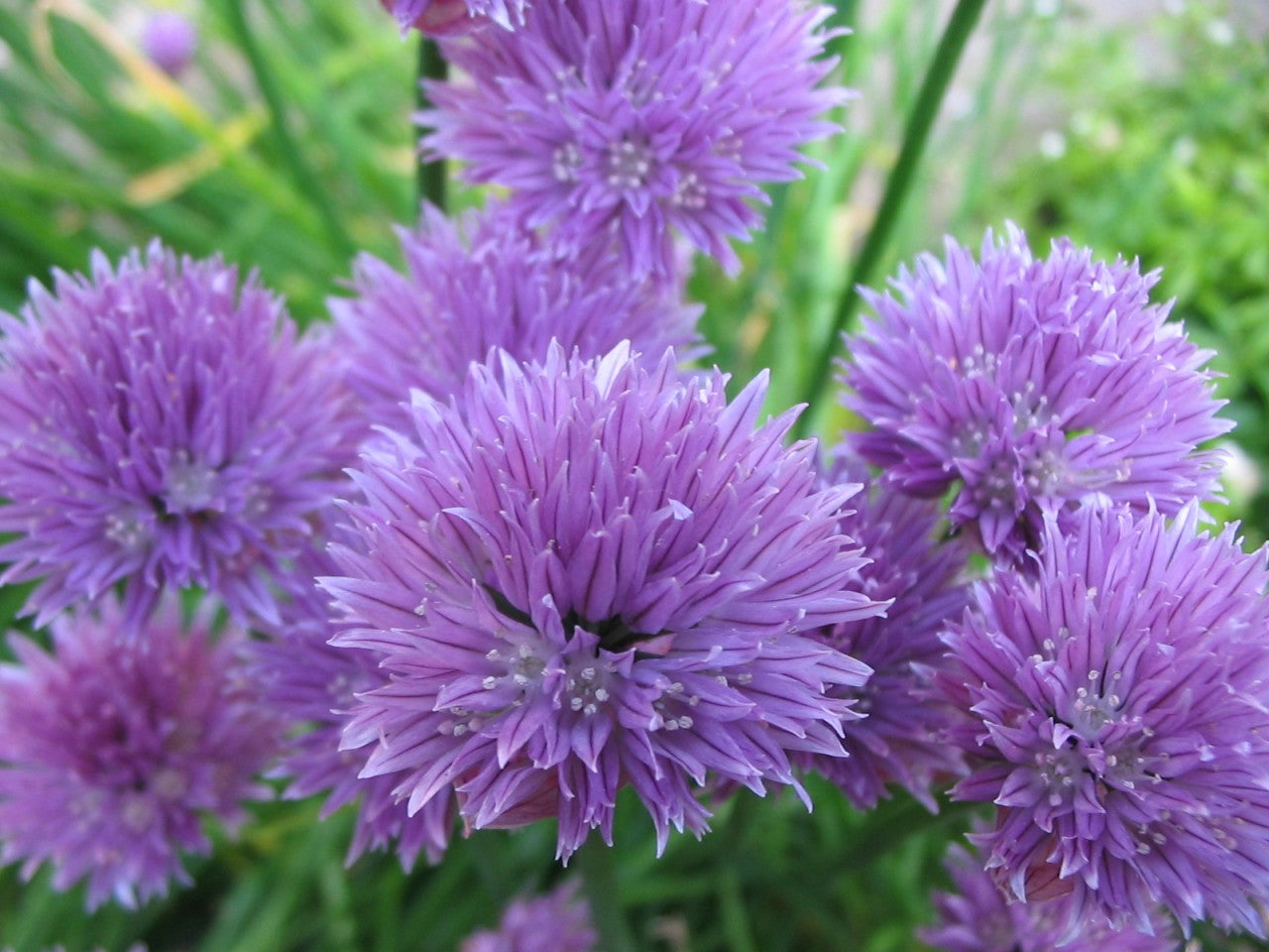 Onion Chive Seeds detail image - Resin Society