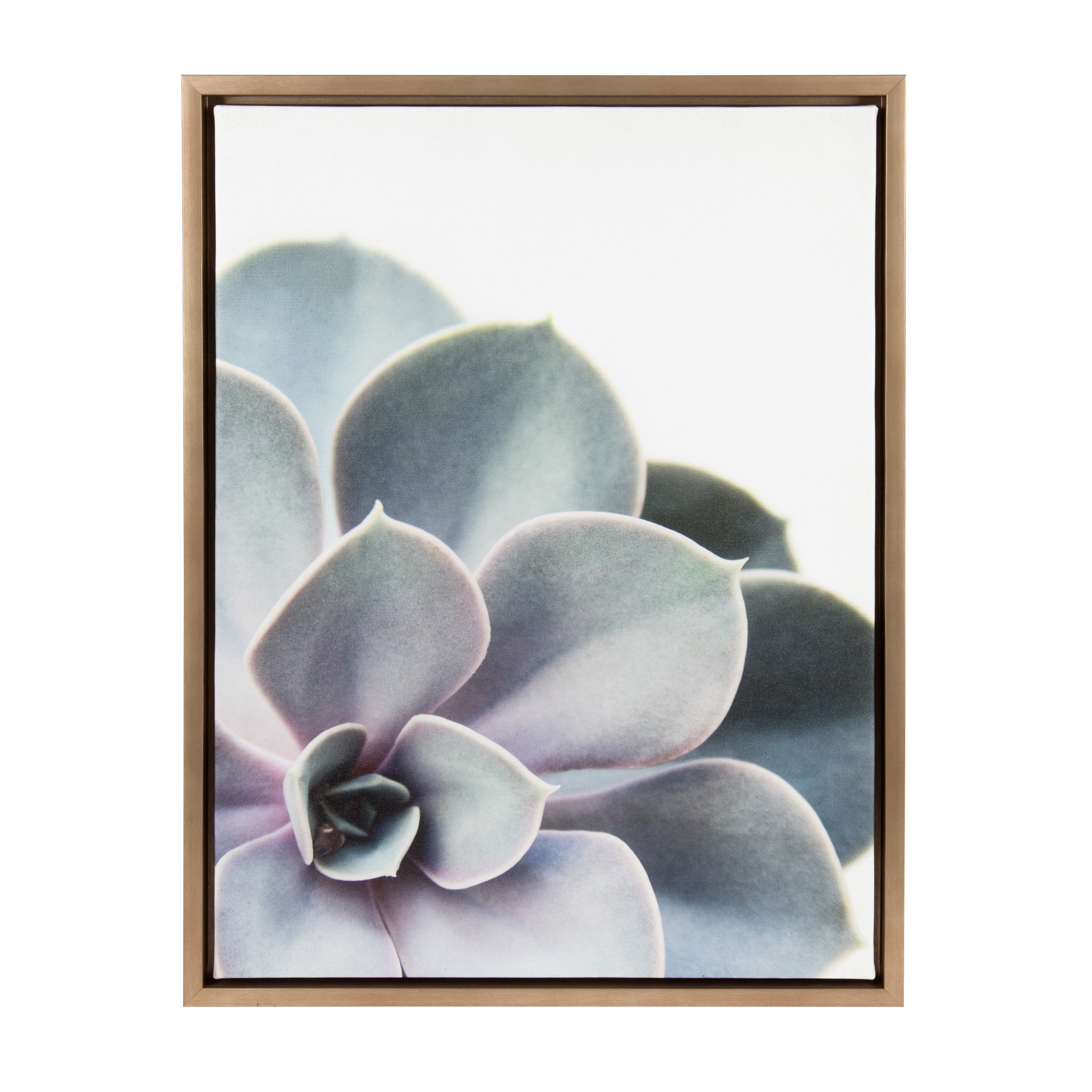 Sylvie Succulent 5 Framed Canvas by F2 Images by kateandlaurel - product image 8 for Resin Society