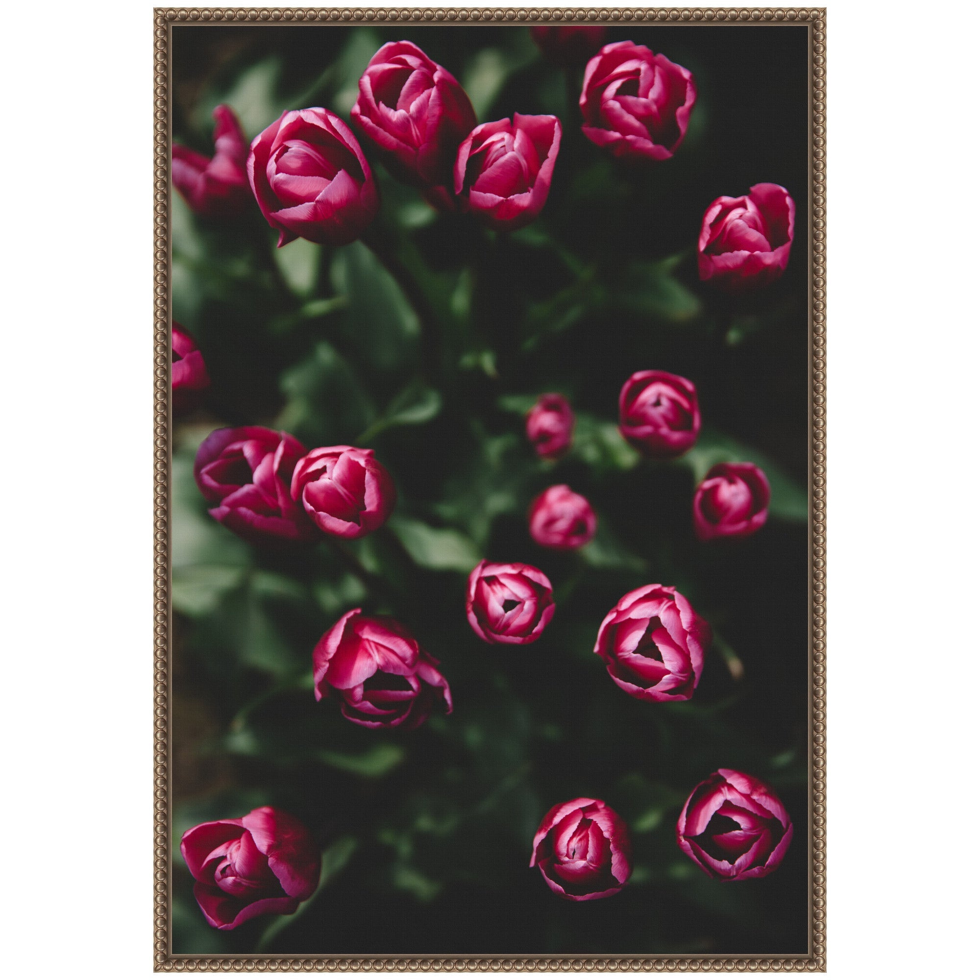 Sylvie Moody Dark Pink Tulips in Bloom Framed Canvas by Patricia Hasz