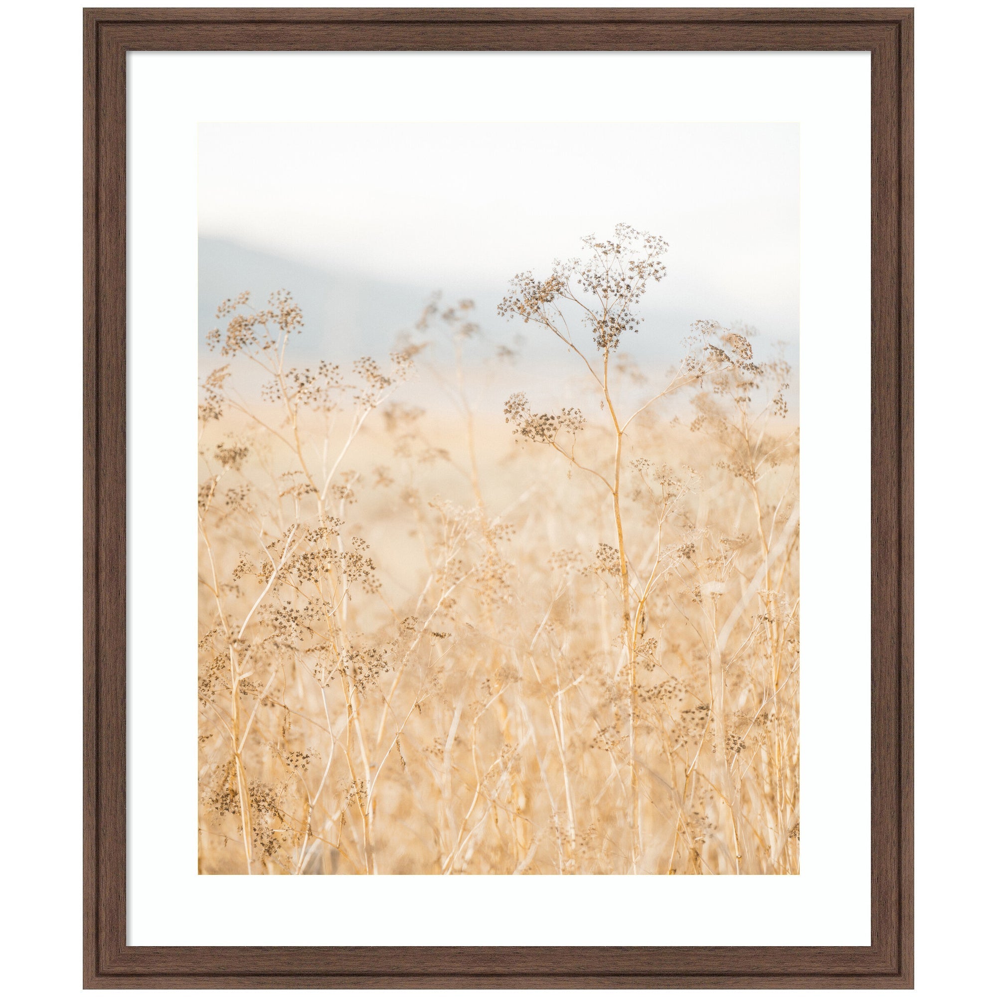 Framed Art piece titled 'Wild Fennel' showing golden grasses in soft focus, in Florence Medium Brown frame
