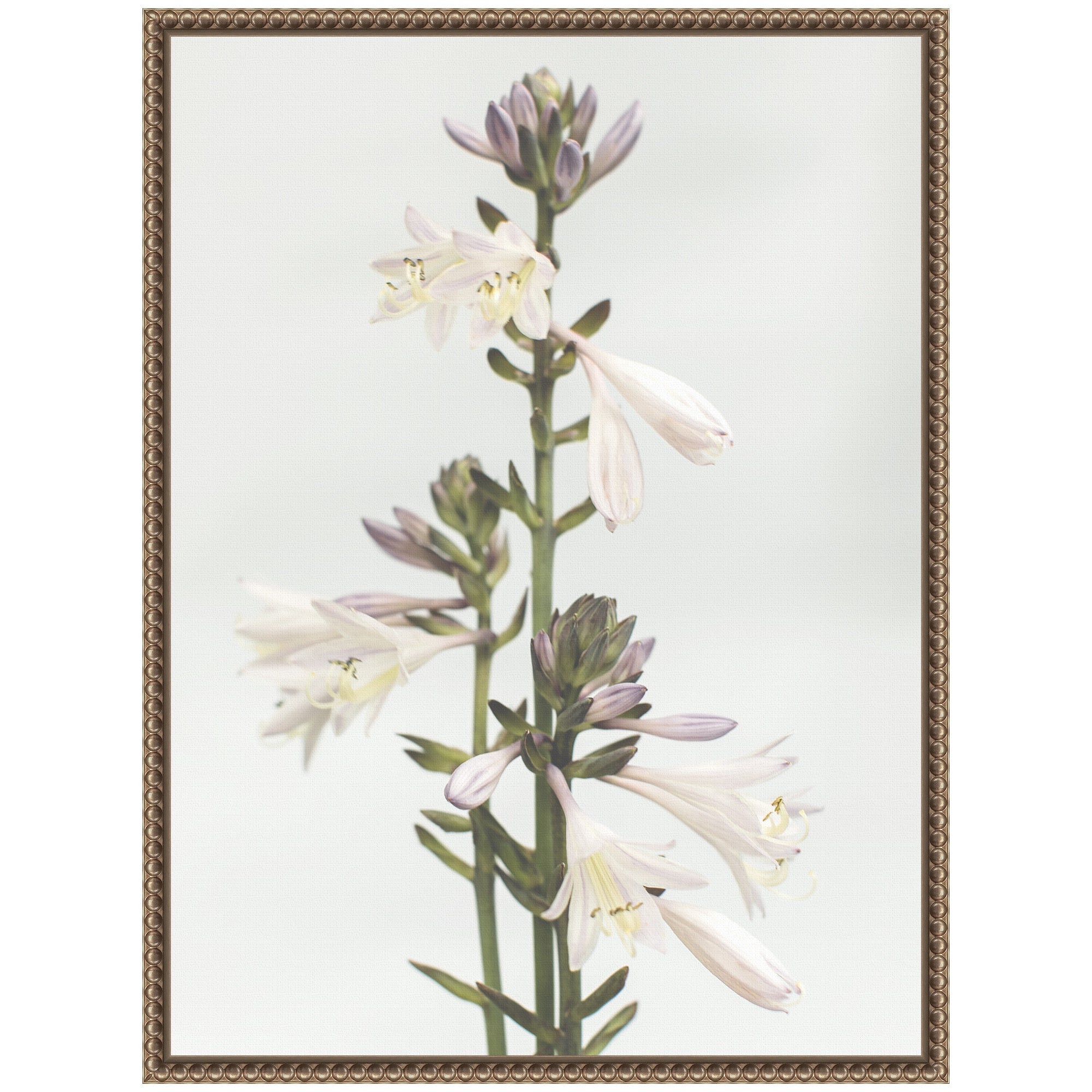 Sylvie Hosta Framed Canvas by Alicia Abla