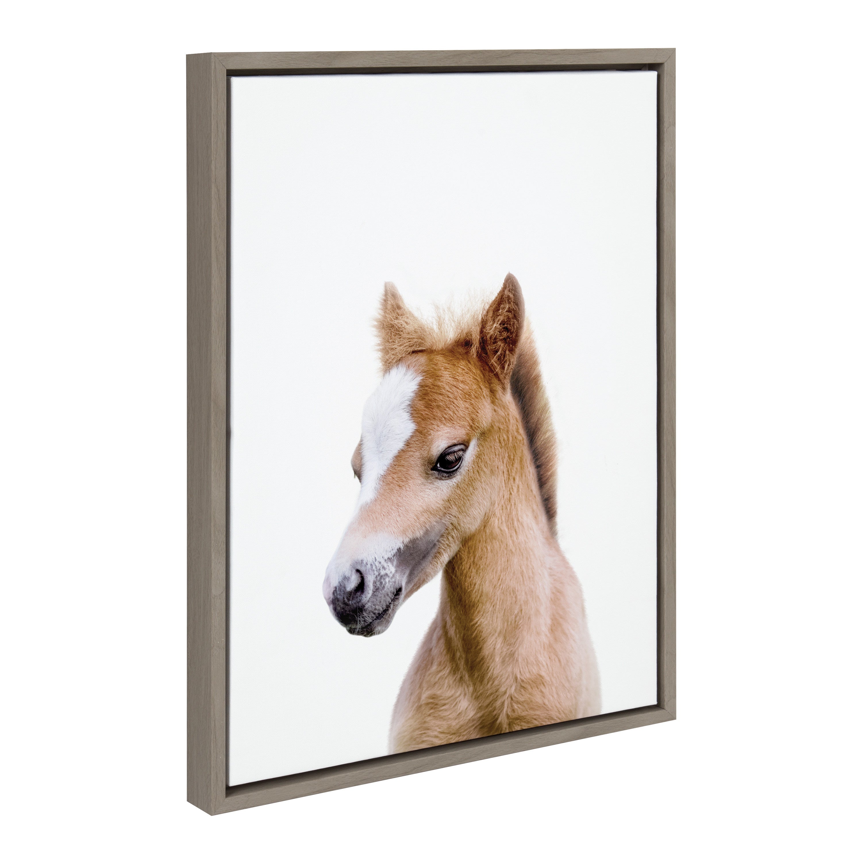 Baby horse portrait canvas art in a modern frame