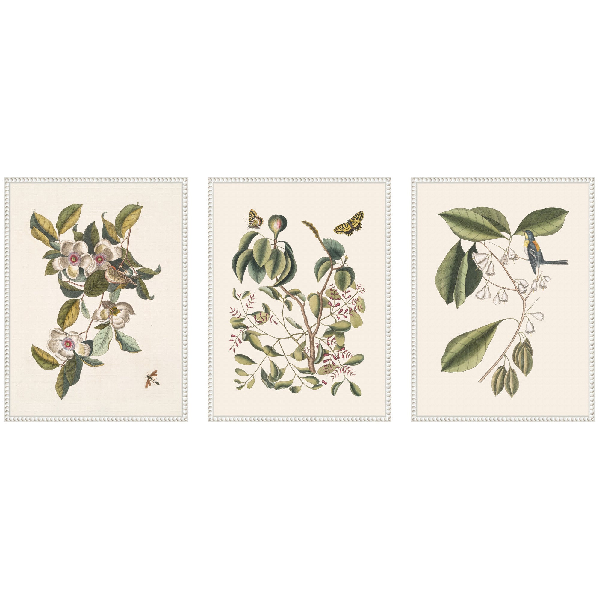 1754 Mark Catesby Botanicals and Avian Studies three framed canvas art pieces arranged on a wall