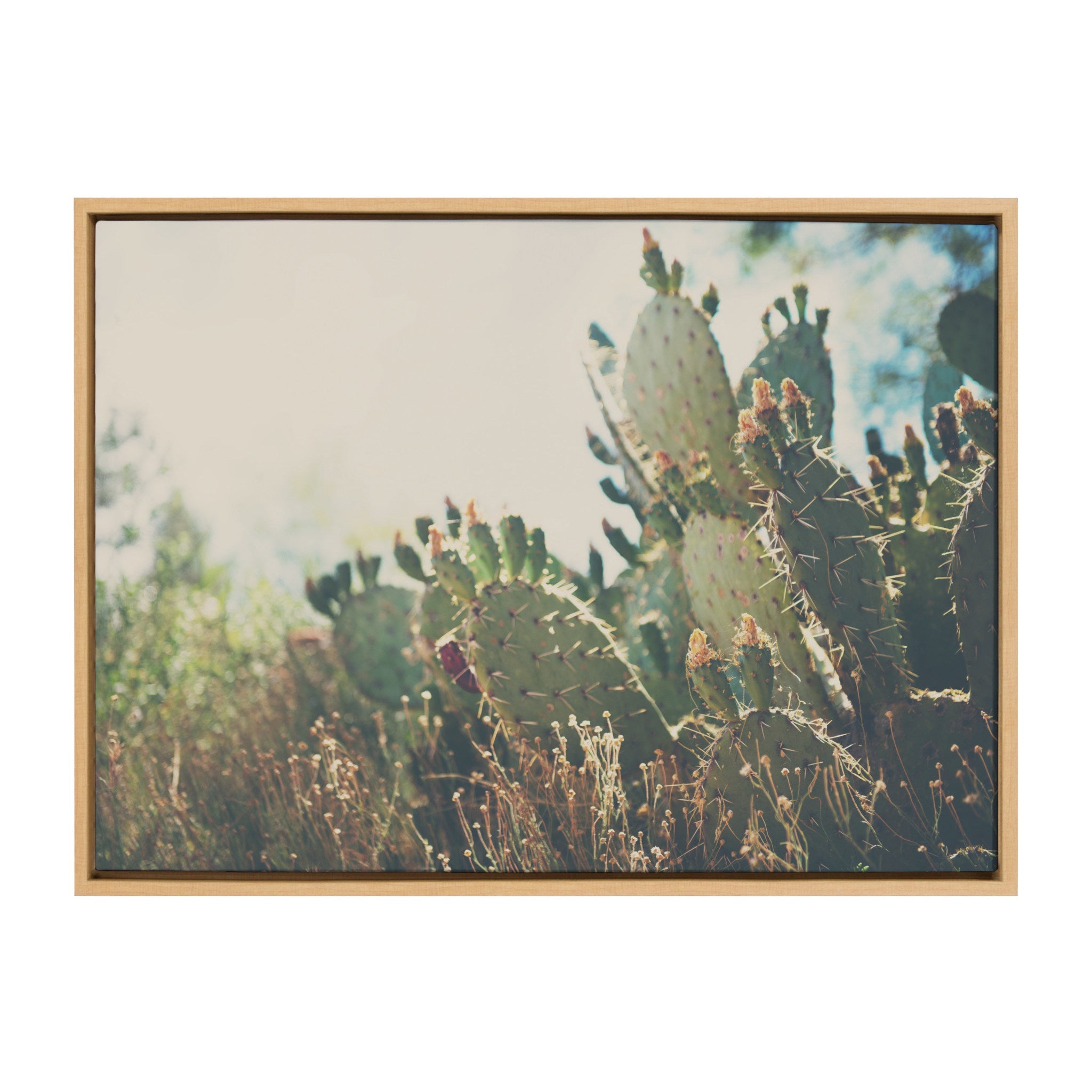 Framed canvas wall art depicting a desert prickly pear cactus with subtle shadows and a neutral background.
