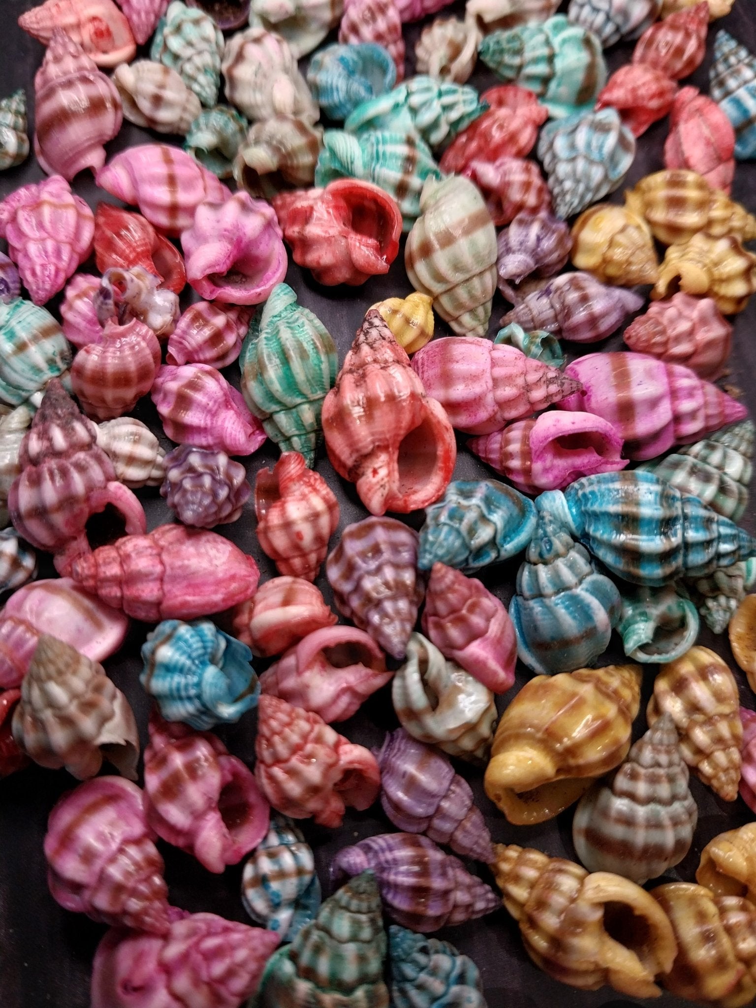 Brightly dyed Nassarius stolatus spiral shells in assorted tropical colors for crafting and jewelry