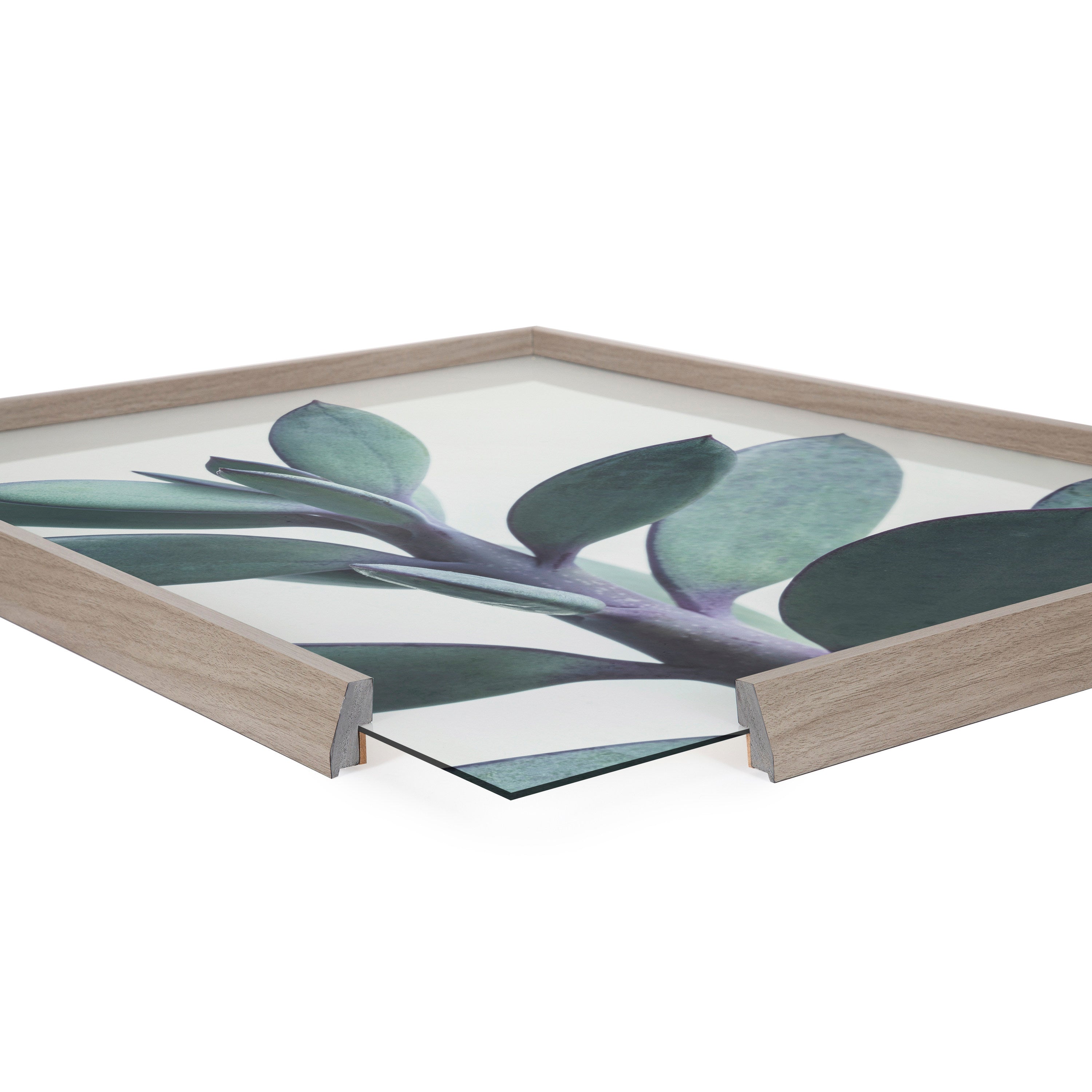 Blake Senecio 1 Framed Printed Glass by kateandlaurel - product image 3 for Resin Society