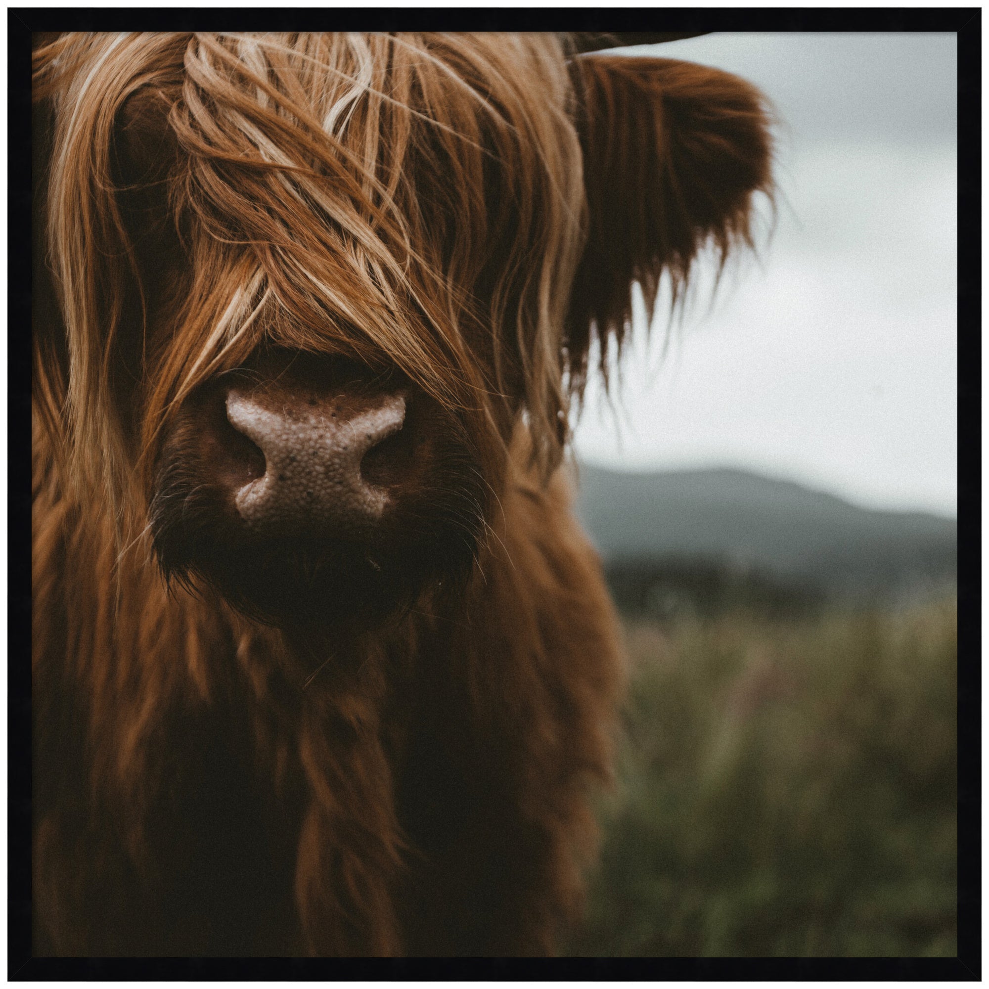Close Up of Scottish Highland Cattle Baby SQ by Michael Schauer Framed Wall Art Print