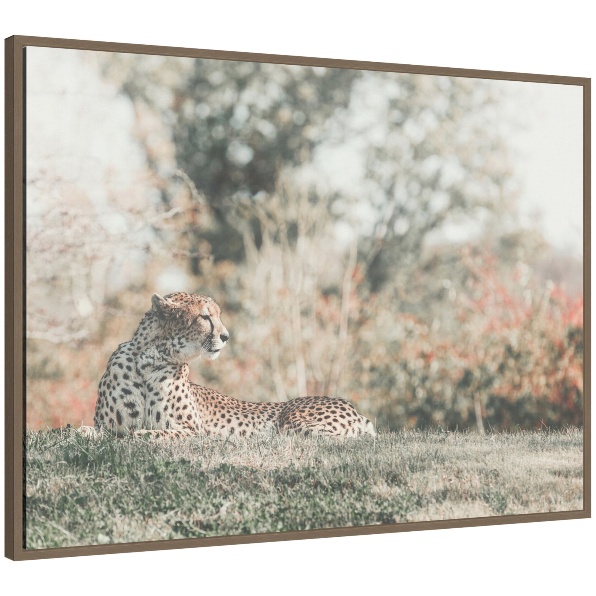 Sylvie Cheetah Glance framed canvas showing a close-up portrait of a cheetah with warm natural tones, framed in a modern lightweight polystyrene frame.
