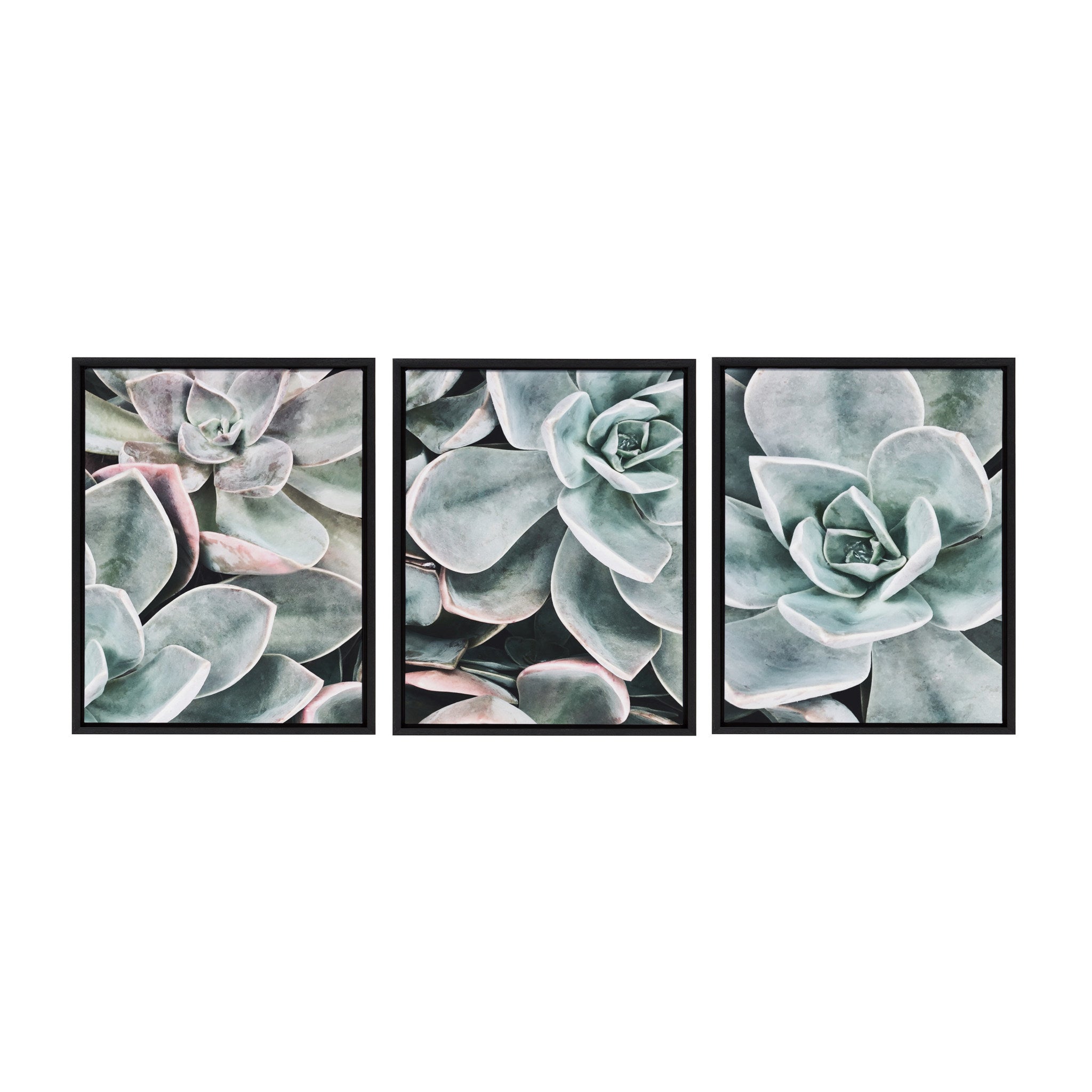 Sylvie Botanical Succulent Plants Framed Canvas Set by The Creative by kateandlaurel - main product image for Resin Society