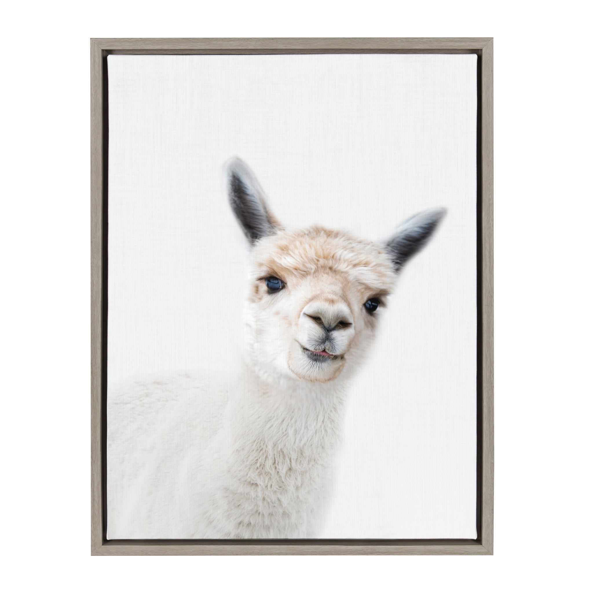 Sylvie Animal Studio Alpaca framed canvas art by Amy Peterson featuring a fluffy alpaca illustration in a modern floating frame.
