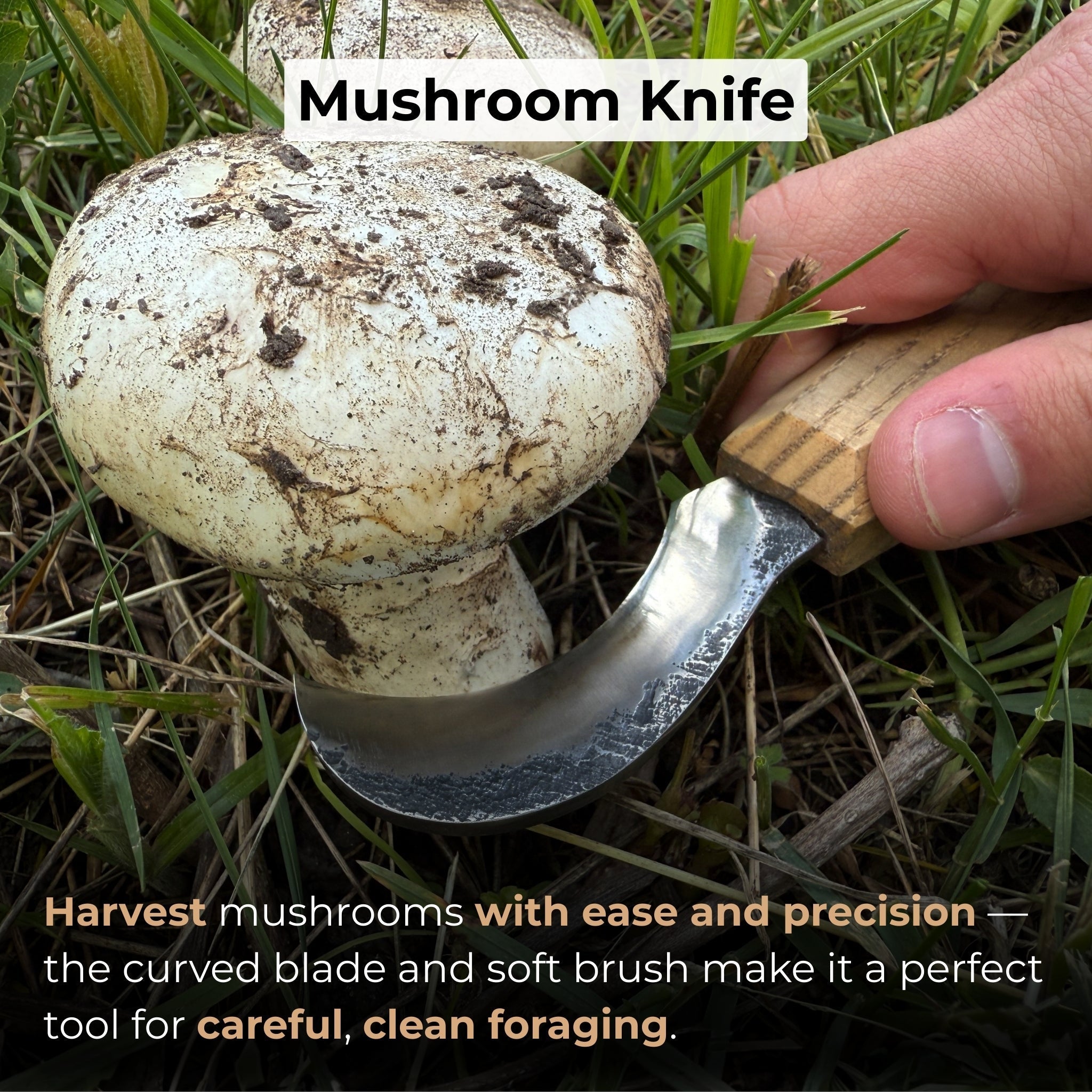 Forged mushroom knife with 6.5 cm carbon steel blade, ash wood handle, and built-in brush by Sharky Forged Steel Tools