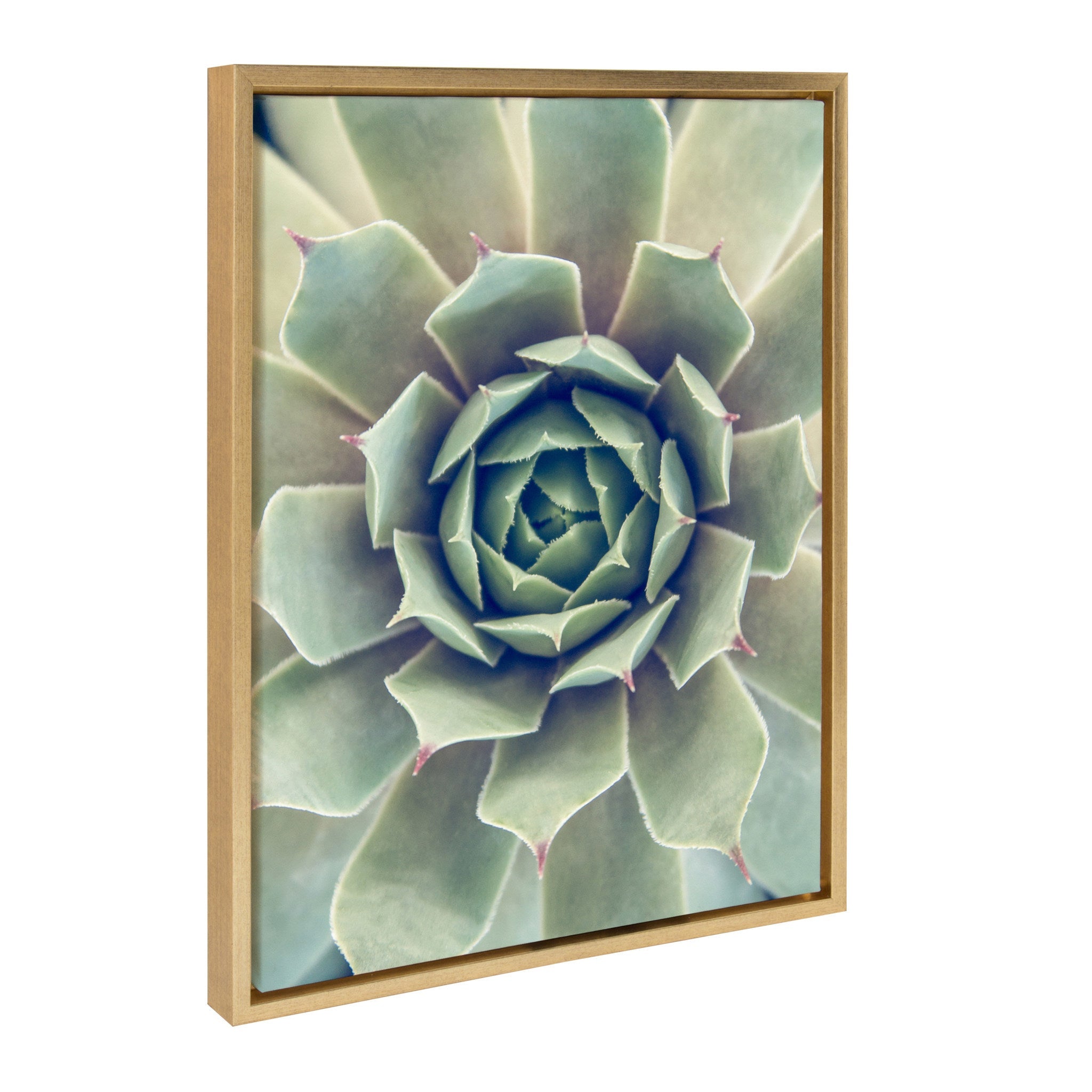 Sylvie Succulent 1 Framed Canvas by kateandlaurel - product image 2 for Resin Society