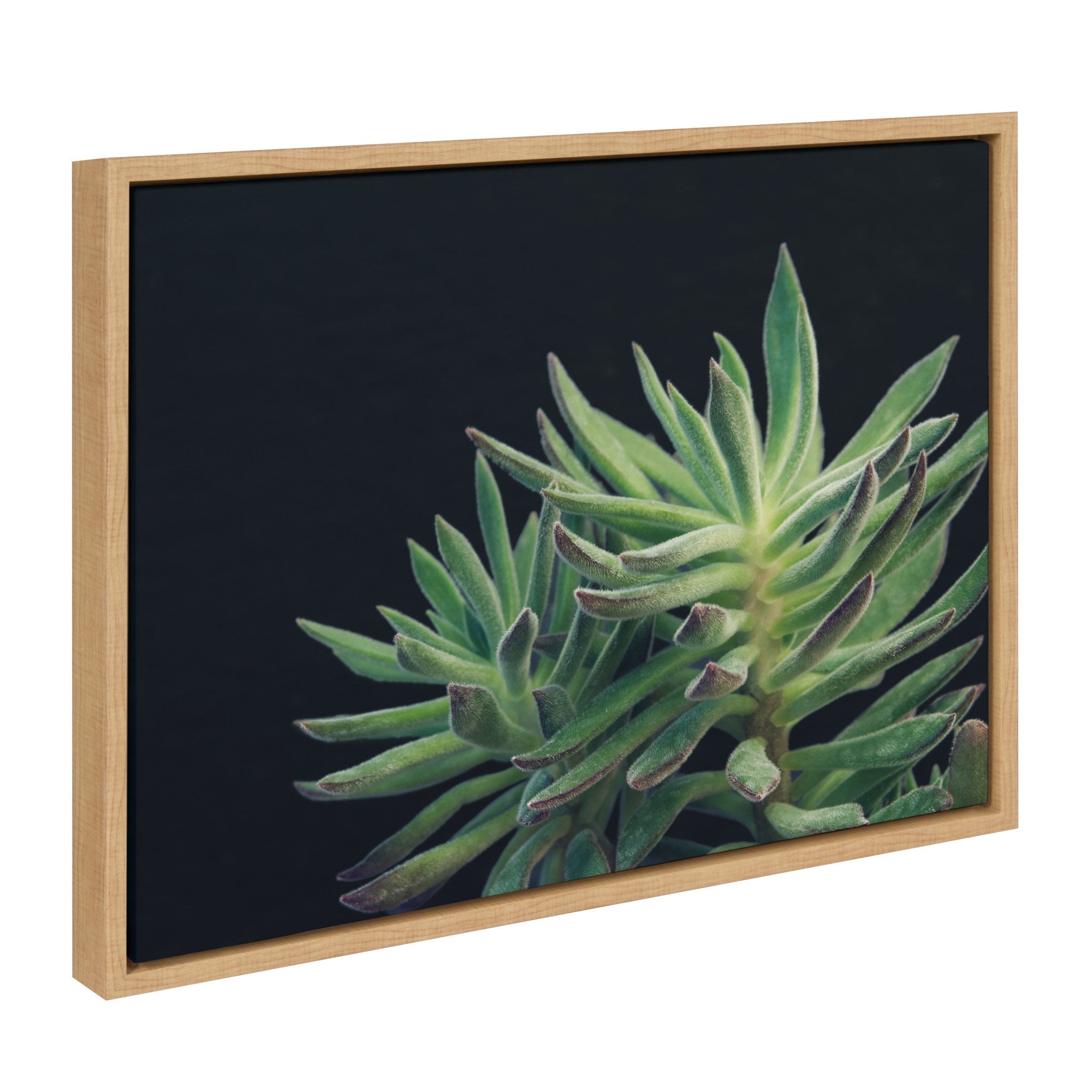 Sylvie Succulent 13 Framed Canvas by kateandlaurel - product image 2 for Resin Society