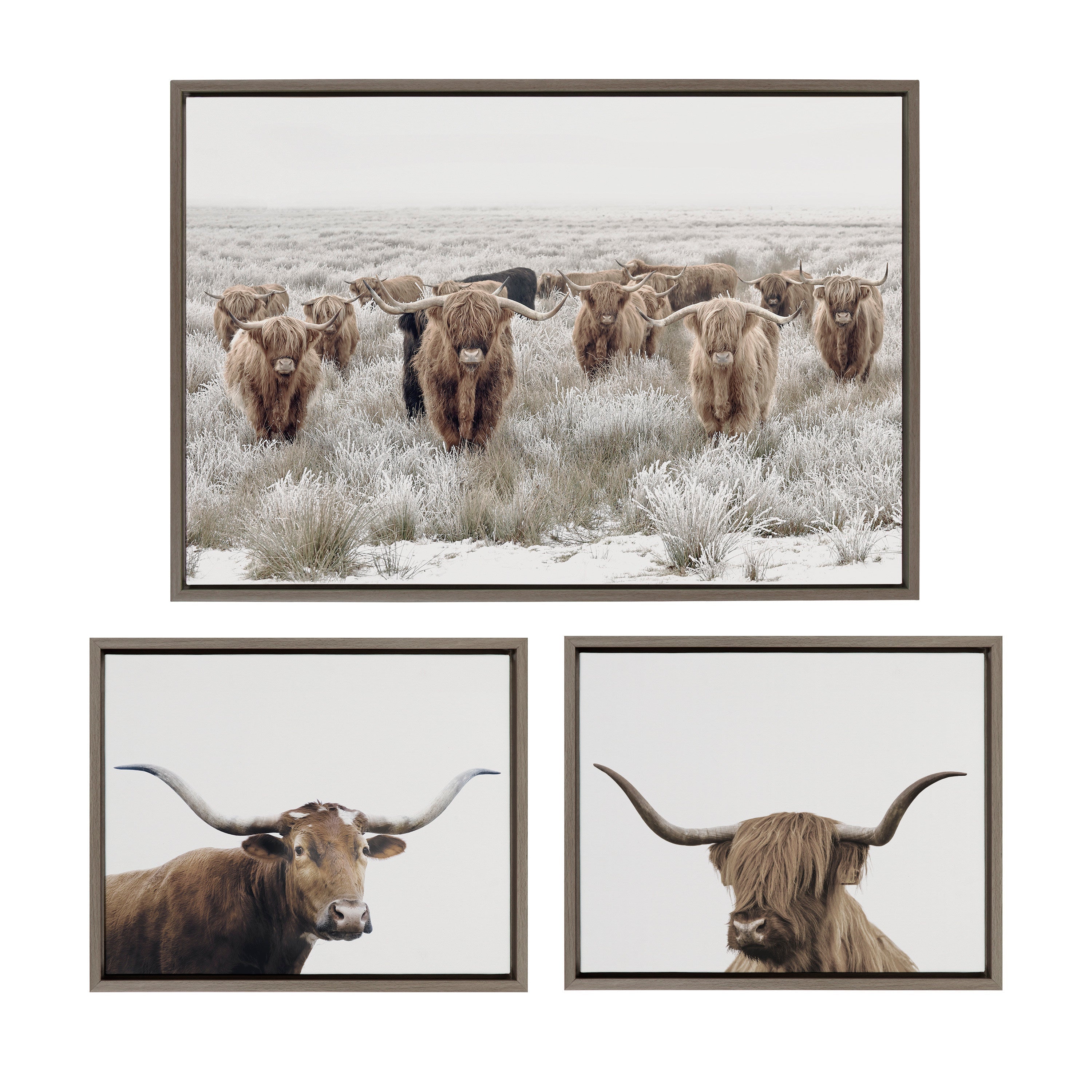Framed canvas art set showing Texas Longhorn and Highland cows in color, including one large and two smaller pieces with modern polystyrene frames.
