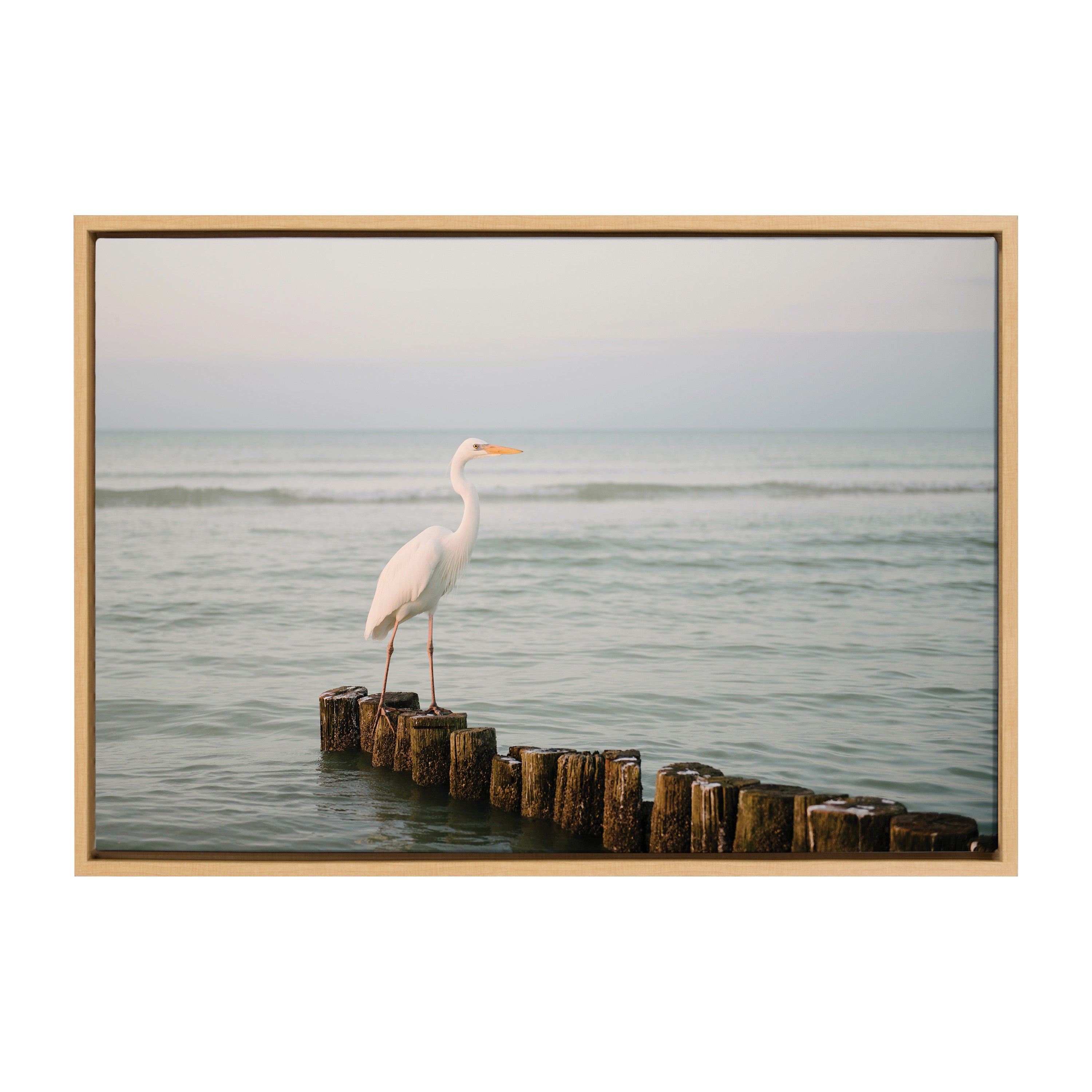 Sylvie Great White Heron Isla Holbox Framed Canvas by Crystal Lynn Collins