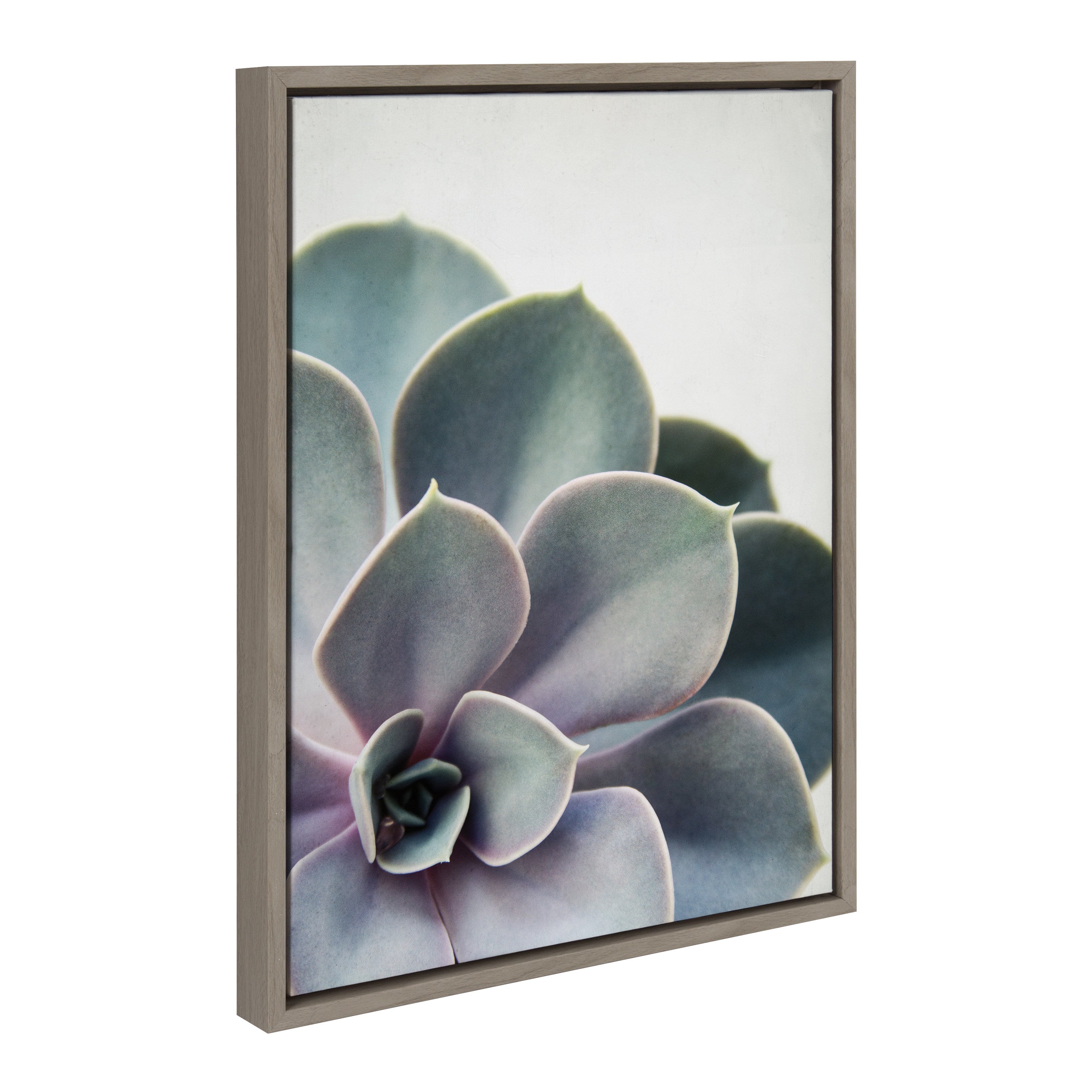 Sylvie Succulent 5 Framed Canvas by F2 Images by kateandlaurel - product image 2 for Resin Society