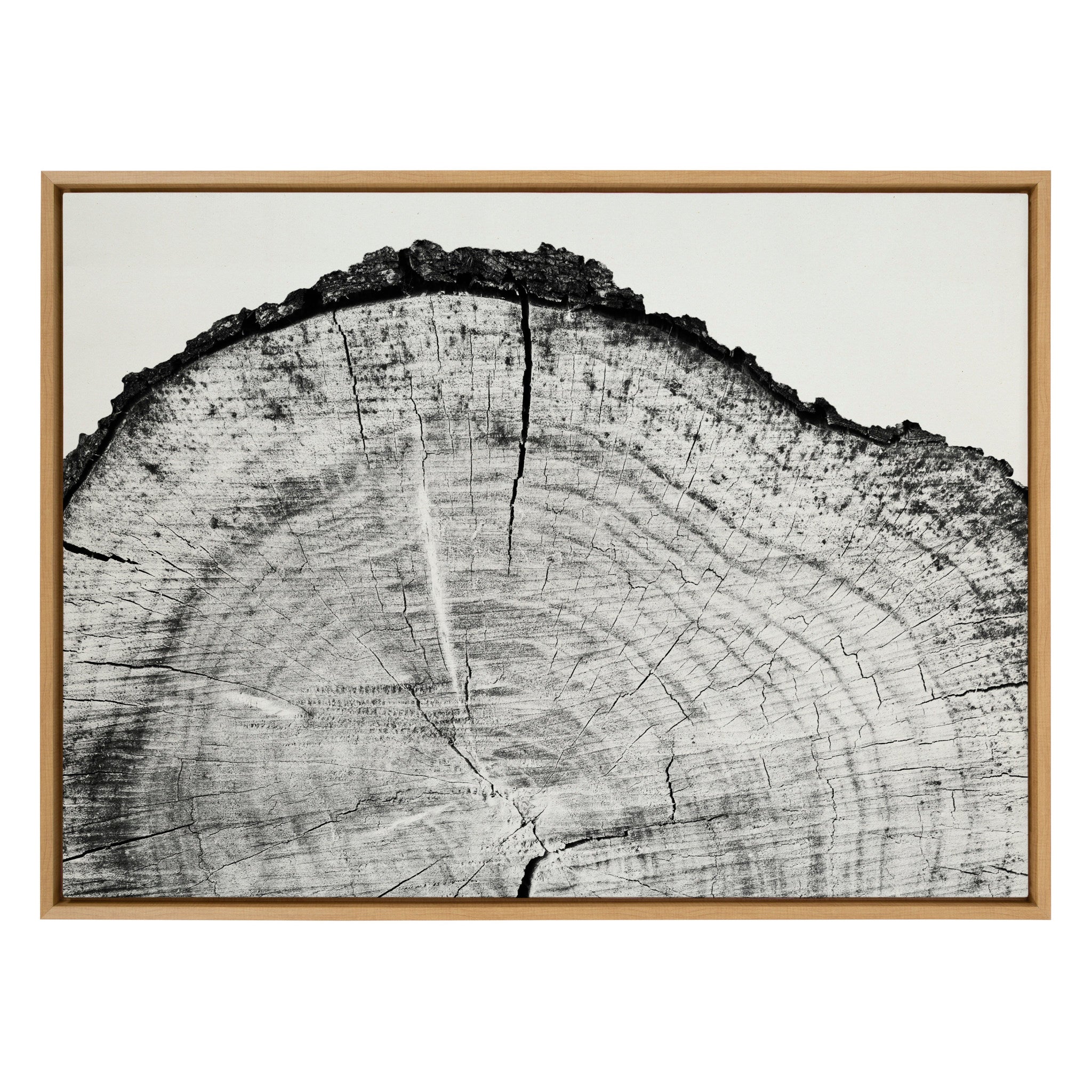 Sylvie Tree Rings BW Framed Canvas by kateandlaurel - product image 2 for Resin Society
