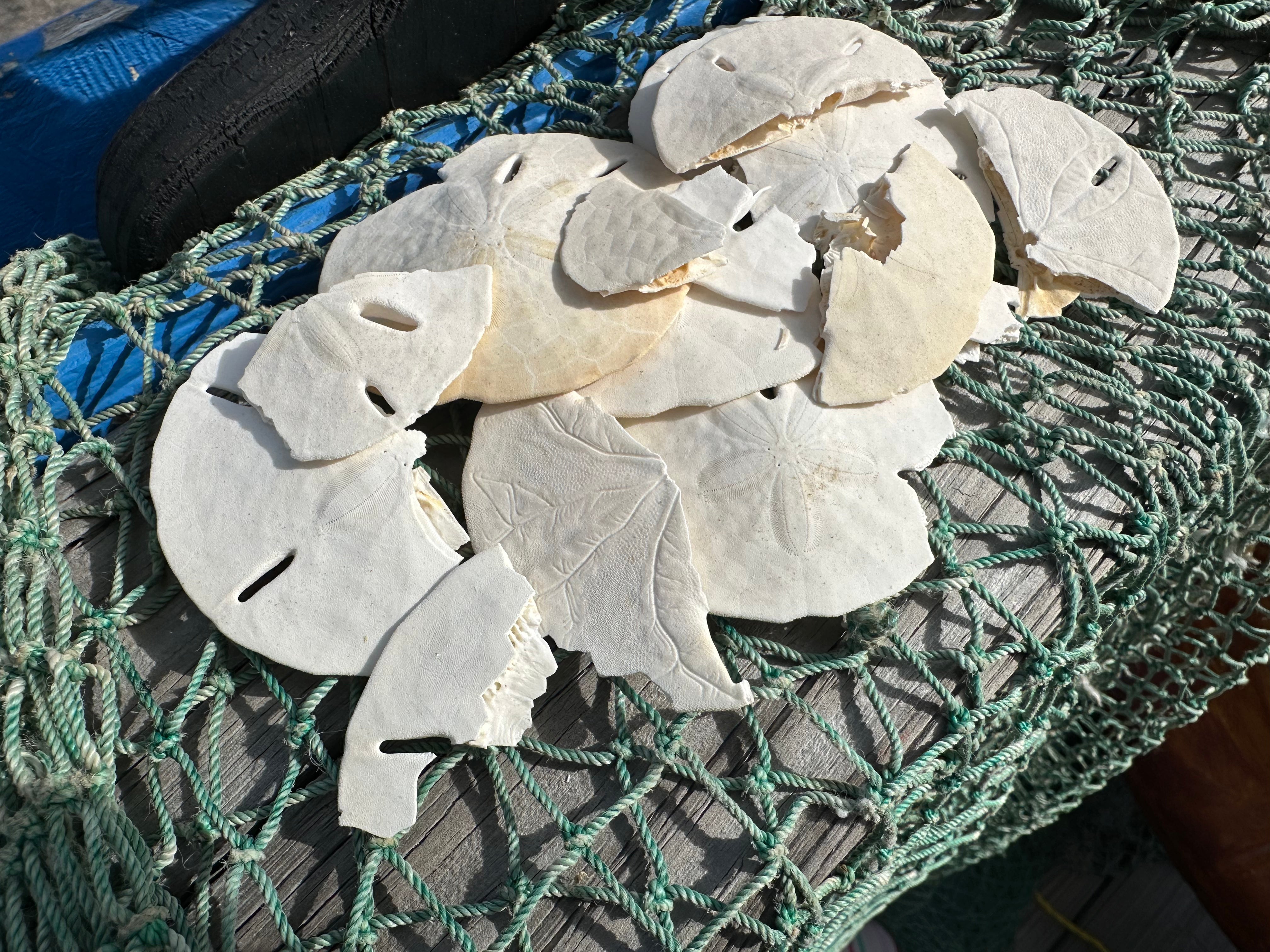 Broken white sand dollars for crafting and hermit crab food