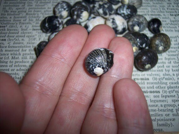 Mixed Nerita snail small seashells with black, brown, white zigzag and spotted patterns for crafts and decor
