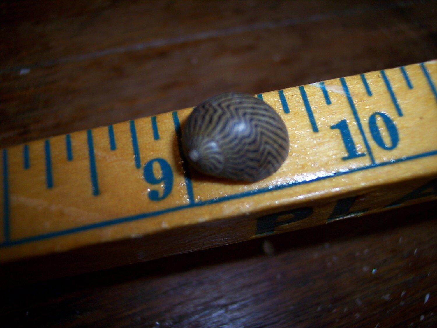 Mixed Nerita snail small seashells with black, brown, white zigzag and spotted patterns for crafts and decor
