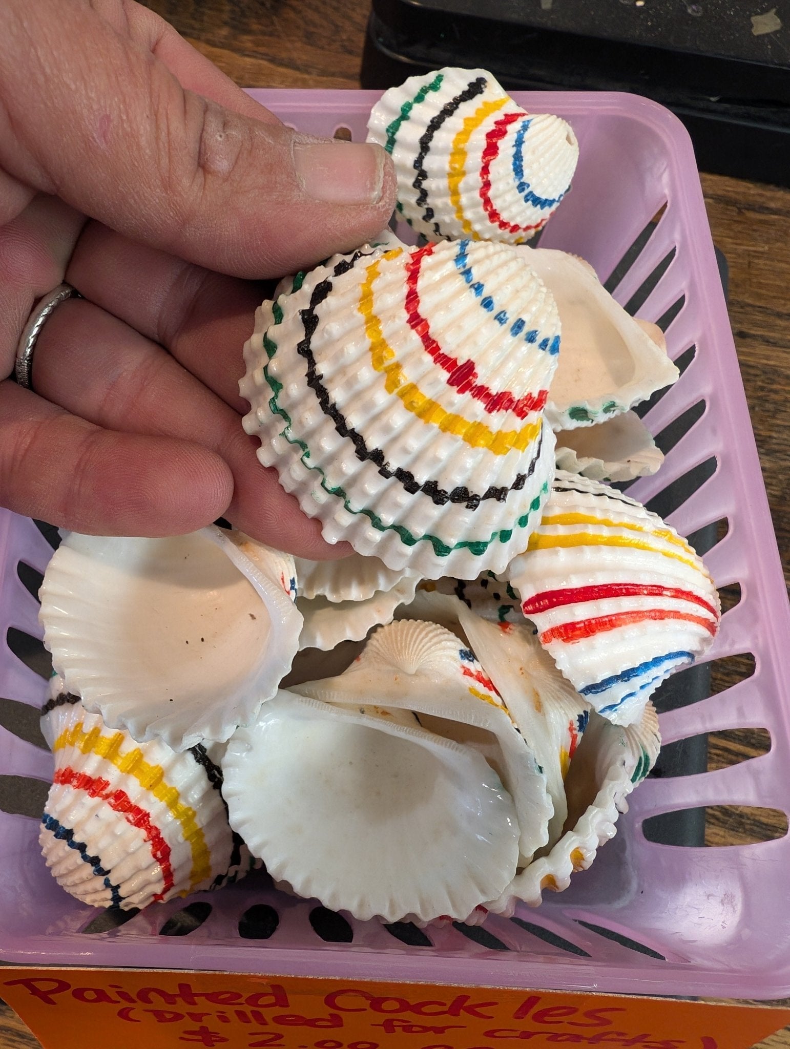 Multi colored painted cockle shells drilled for crafts, approx 2 inches