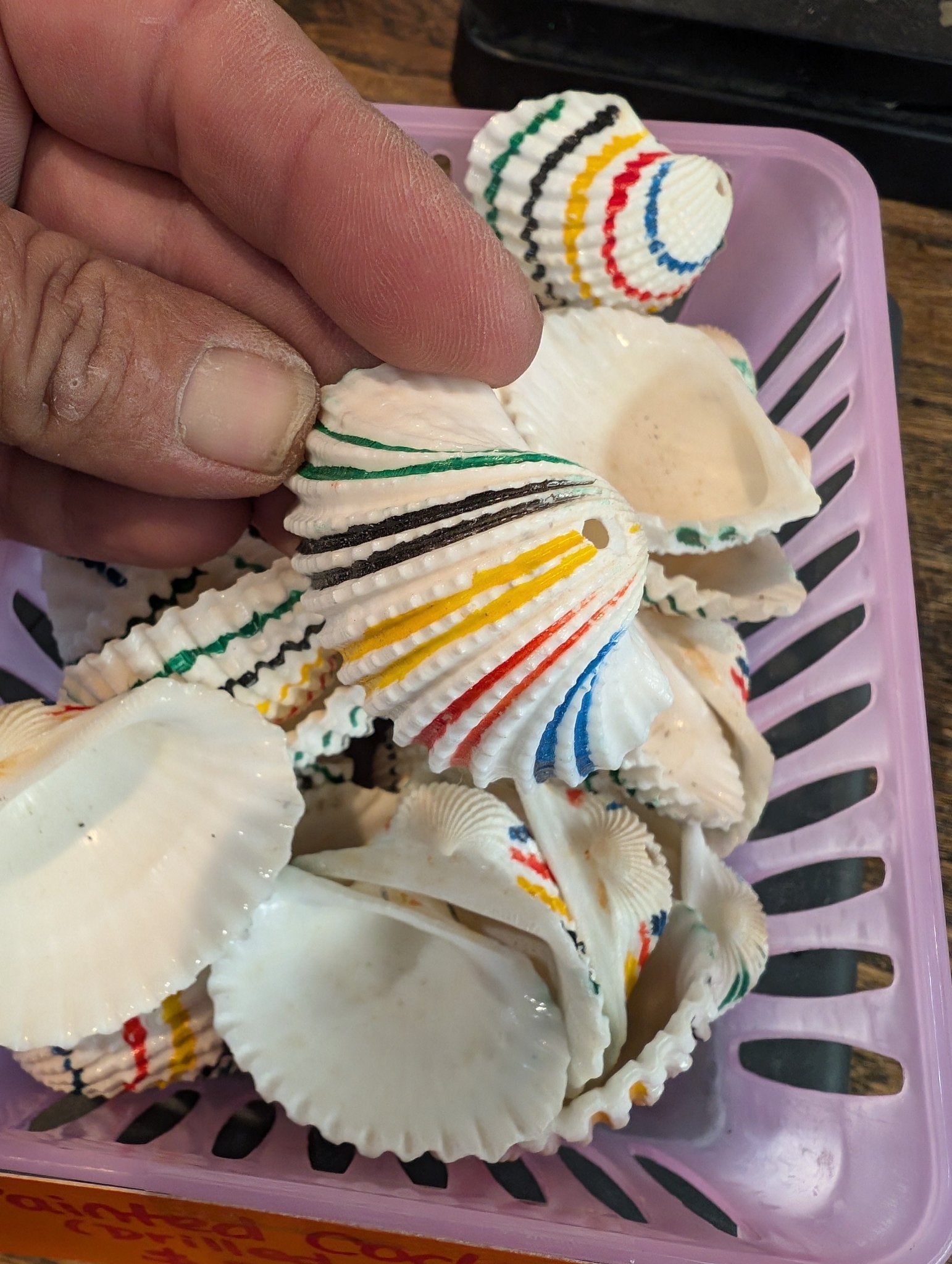 Multi colored painted cockle shells drilled for crafts, approx 2 inches