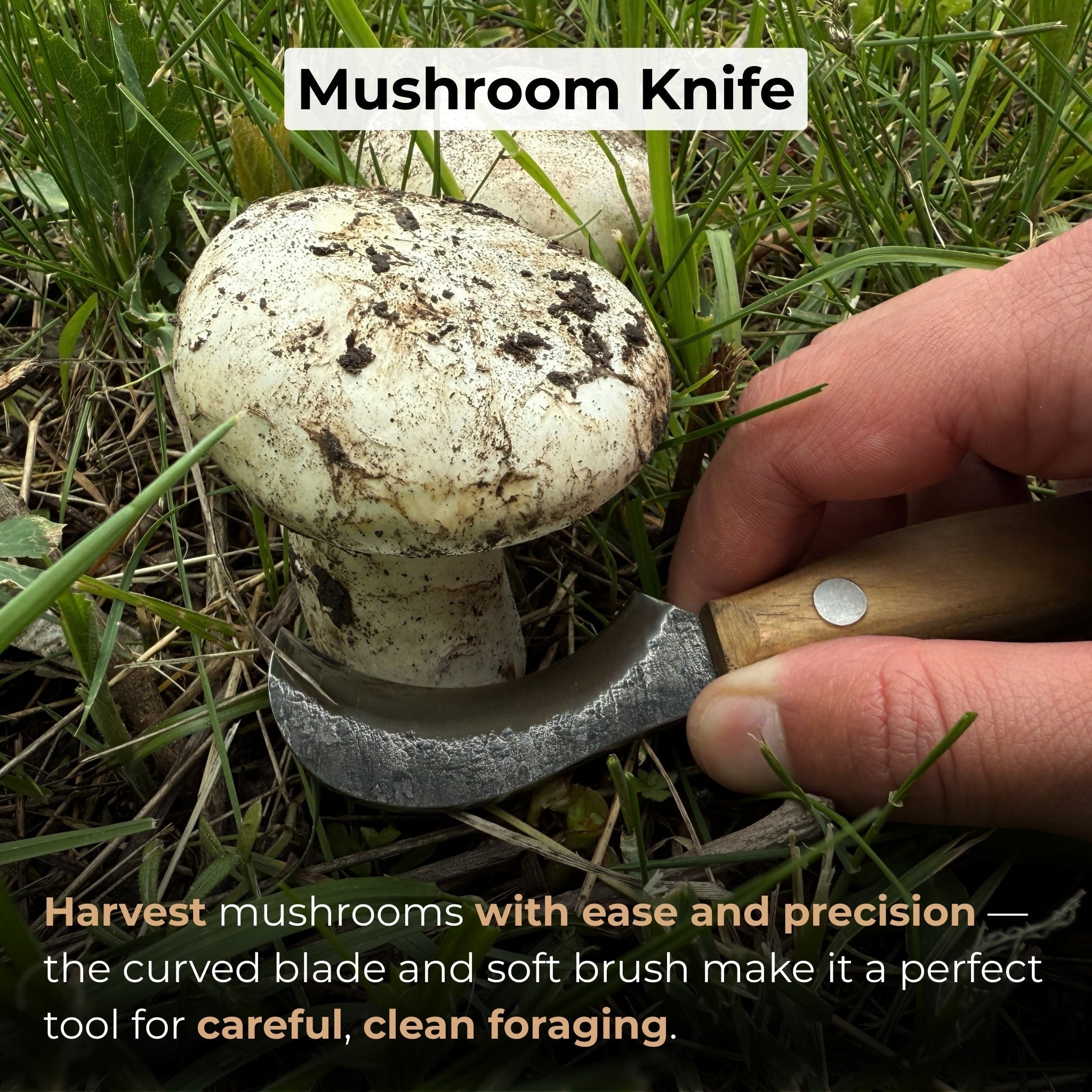 Mushroom knife with carbon steel blade, ash wood handle, and built-in brush, shown with leather sheath