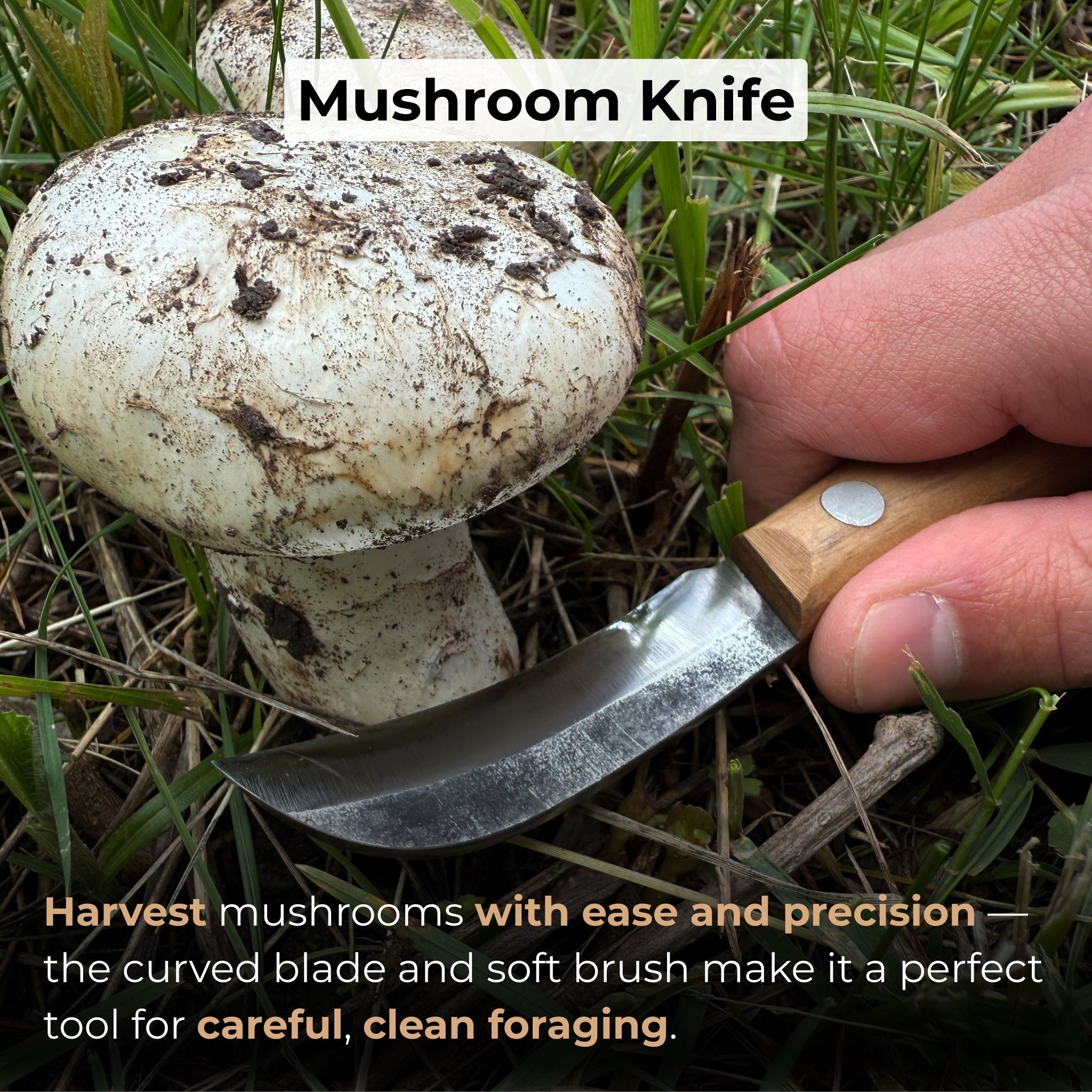 Mushroom knife with carbon steel blade, ash wood handle, built-in brush, and leather sheath for forest foraging