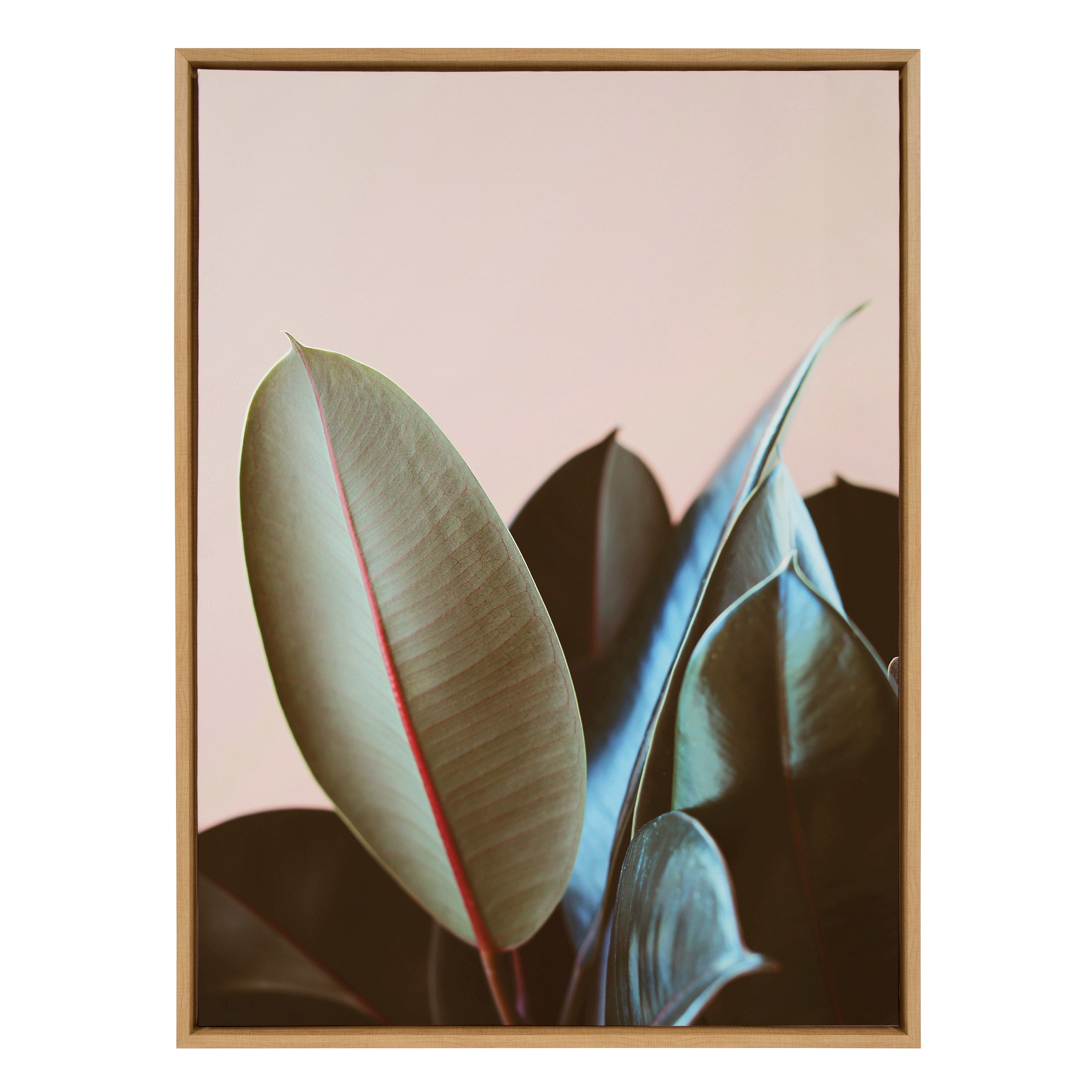 Sylvie Ficus Elastica Framed Canvas by Alicia Bock